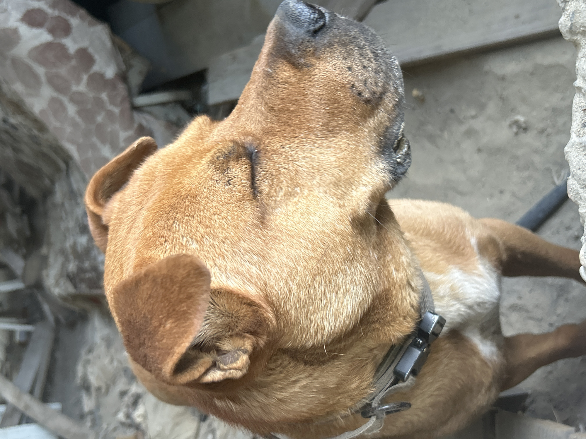 This media file shows a close-up, overhead view of a tan dog. The dog's head is tilted upwards, with its snout and black nose prominently featured. Its ears are floppy and one is slightly folded. The dog is wearing a grey collar with a silver clasp. The fur is short and appears a light to medium tan color. The background is out of focus, but appears to be an outdoor setting with grey concrete or stone surfaces and some wooden elements. There is a hint of a patterned surface to the left of the dog's head, possibly fabric or a natural pattern. The lighting suggests it is daytime, with the sun casting a gentle light. There is no visible text in the image.