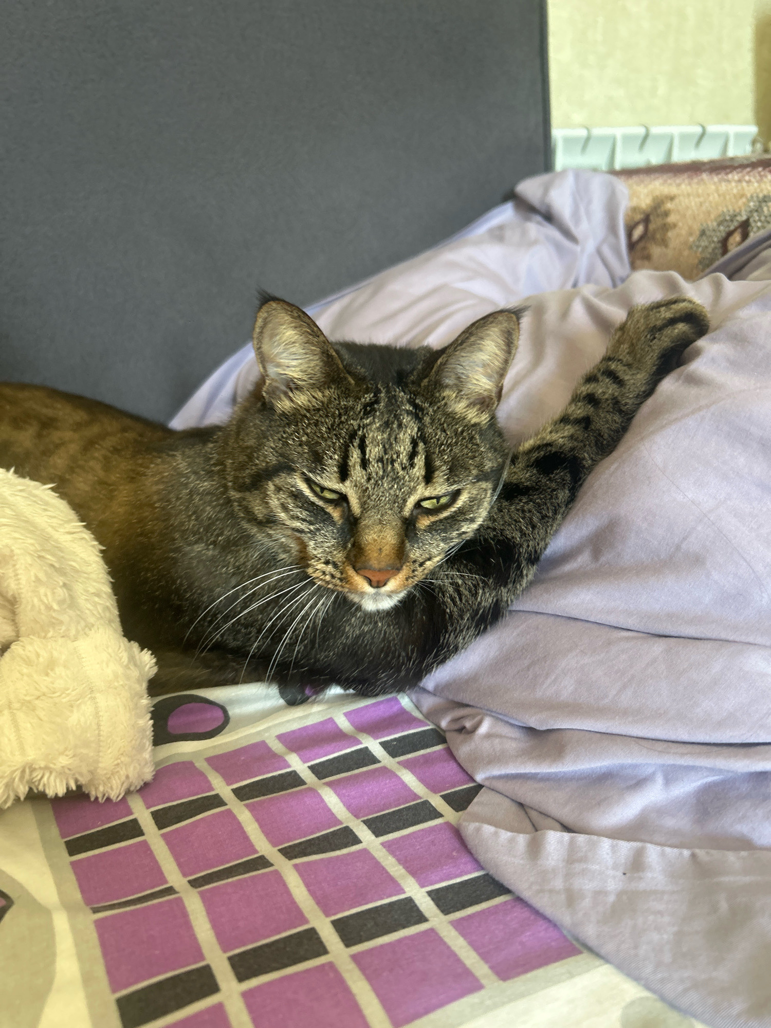 A close-up, high-angle shot shows a tabby cat resting on a bed. The cat is positioned in the center of the frame, facing left with its head turned towards the viewer. Its green eyes are partially closed, and its right front leg is extended upwards, resting on a lilac-colored duvet. To the left of the cat is a white plush toy. The bed linen has a geometric pattern of purple and grey squares. The background is out of focus, showing a dark grey headboard and a beige patterned pillow on the right. The scene appears to be indoors, likely a bedroom. There is no information available about the location in Khyrdalan, Azerbaijan, as this is a general scene of a cat on a bed.