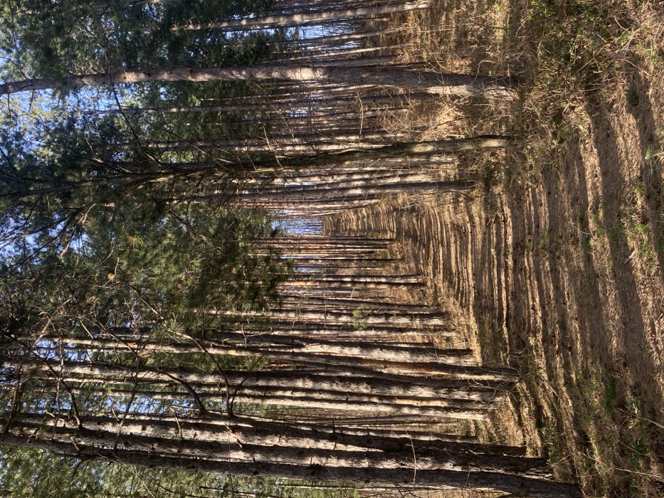 A dense conifer forest is depicted, located near Krastets, Bulgaria. A dirt path, approximately 1.5 to 2 meters wide, traverses the center of the frame, ascending a gradual incline and receding into the distant tree line. Numerous tall, slender conifer trees, primarily pines, line both sides of the path, their trunks exhibiting light brown to reddish-brown bark. The trees cast long, distinct shadows across the path and forest floor, consistent with direct sunlight. The ground is covered with a layer of dry organic matter including pine needles and fallen leaves, with sporadic patches of sparse, dry vegetation. No individuals, wildlife, or man-made objects other than the path are present.