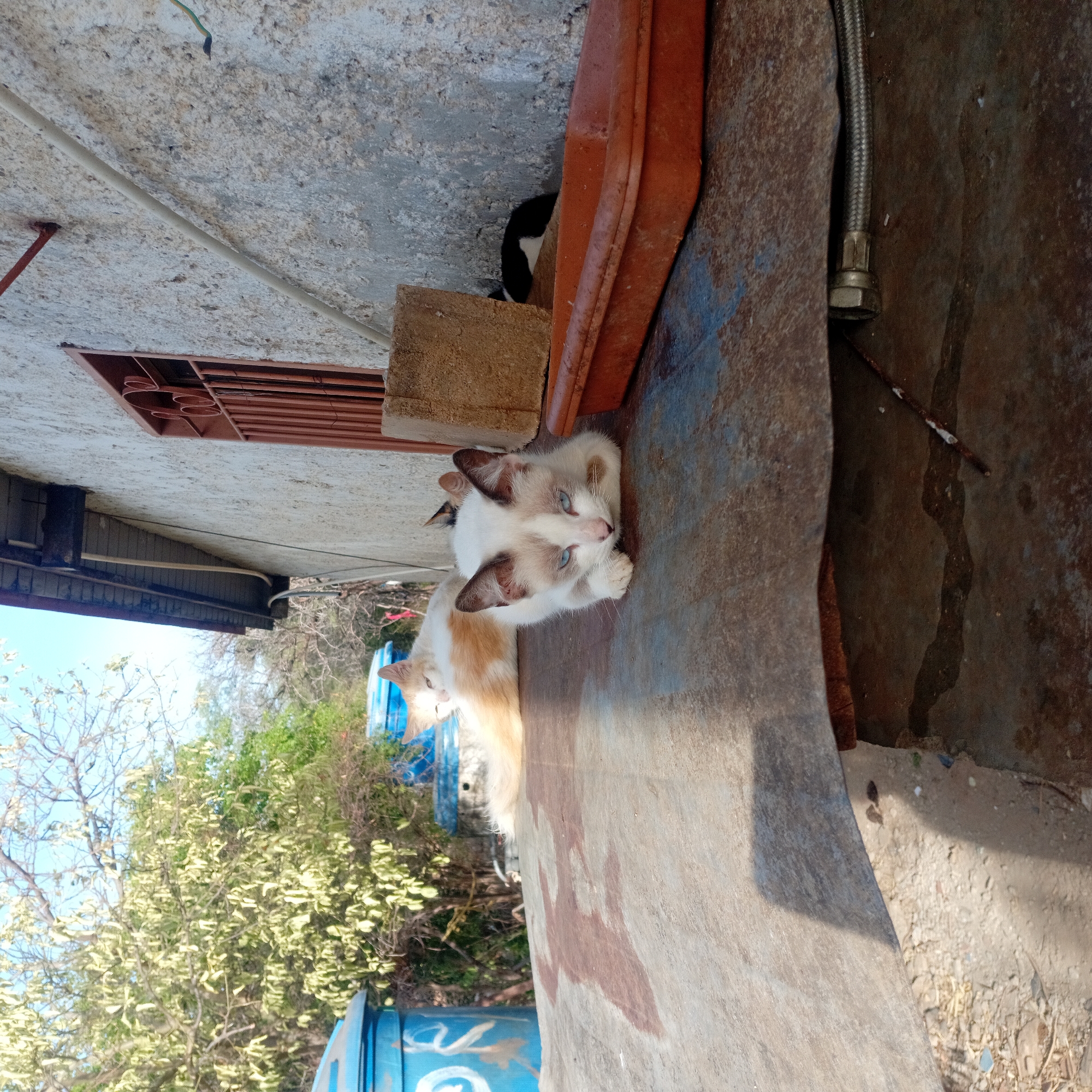 Two cats are resting on a corrugated metal surface. One cat is cream and white, with blue eyes and brown ears. A second orange and white cat is beside it. A third, black and white cat is partially visible in the background. The location appears to be outside, with foliage visible behind the corrugated metal. A building wall is visible above the cats. The exact city and location are unknown.