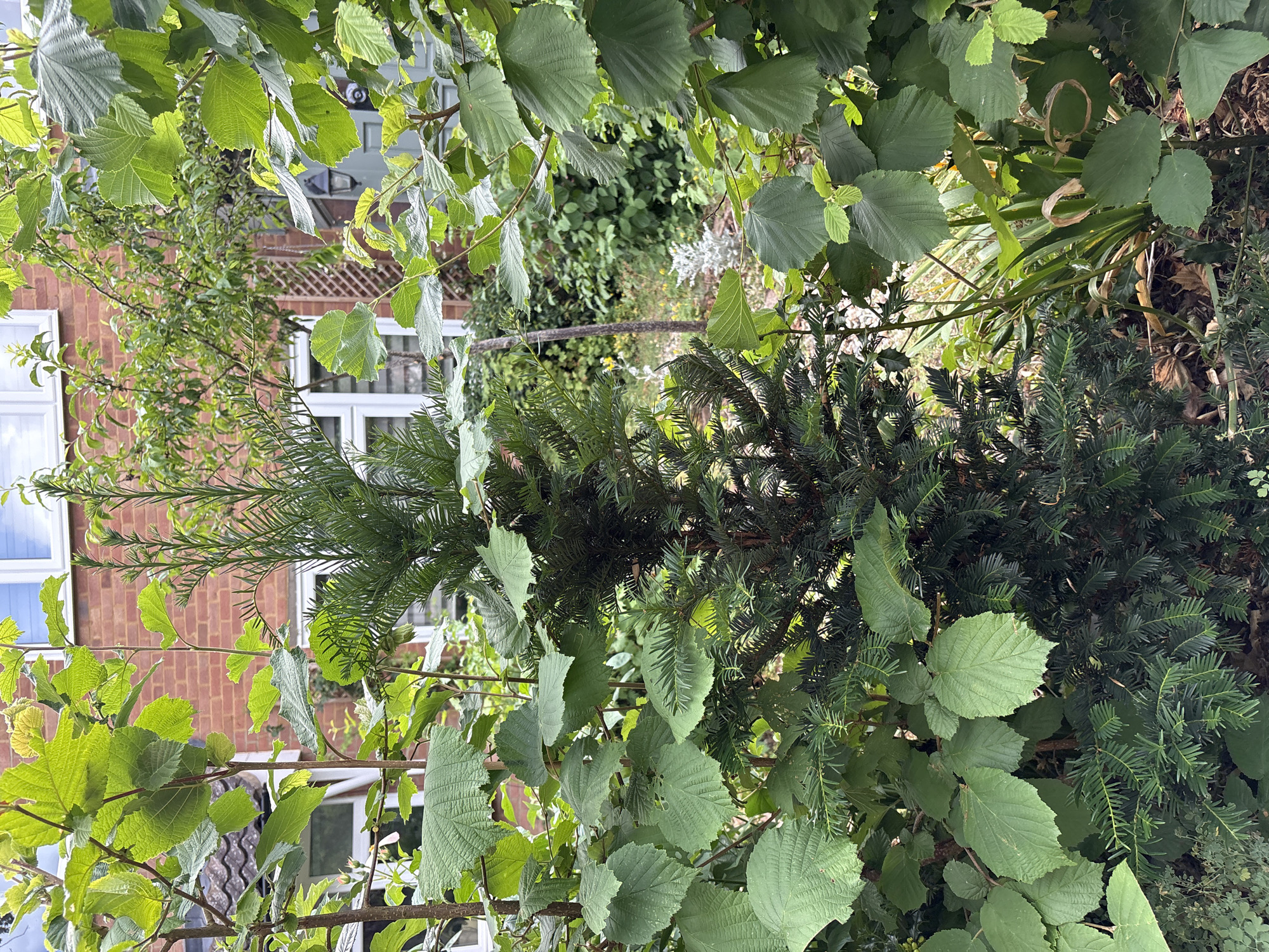 The image depicts a garden scene in Chelmsford, United Kingdom. In the foreground, a small evergreen tree, likely a Yew (Taxus baccata), stands centrally, its dark green, needle-like foliage contrasting with the lighter green leaves of surrounding deciduous trees, possibly Hazel (Corylus avellana) based on leaf shape and serrated edges. Behind the trees, a red brick house with white-framed windows is visible, suggesting a residential setting. The garden appears lush and somewhat overgrown, with various plants and foliage creating a sense of depth. Sunlight filters through the leaves, casting dappled light on the scene. No people or animals are present.