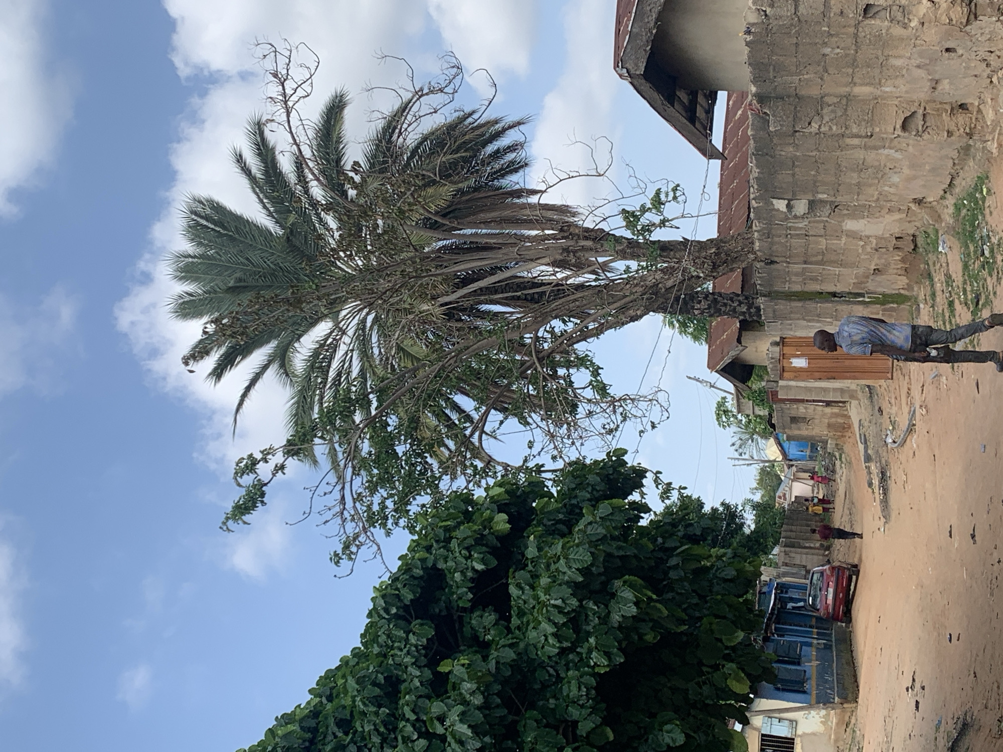 The image depicts a vertical view of a dusty street in a village setting. The scene is dominated by a large, mature palm tree in the center, its fronds reaching towards a partly cloudy sky. To the right of the palm tree, a brick building with a corrugated metal roof is visible, along with another structure that appears to be a shop. A man wearing a blue and white checkered shirt and dark pants is walking away from the camera down the street. Further down the street, a red car is parked, and several other people are visible, including some children. The ground is a mixture of sand and dirt, with some scattered debris. The overall impression is of a warm, possibly sunny day, typical of a rural or semi-urban environment. The vegetation and architecture suggest a location in a tropical or subtropical region. There is no visible text in the image.