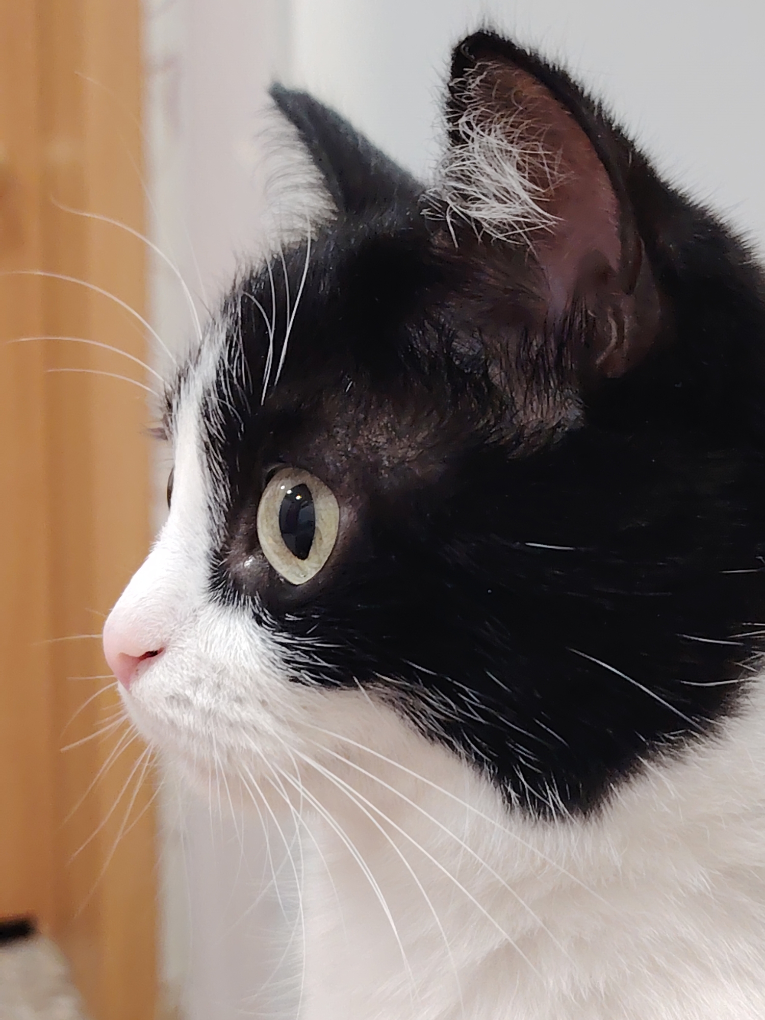 A close-up, side-profile photograph captures the face of a black and white cat. The cat's left eye is prominent, with a light green iris and a dark, vertically slit pupil. Its pink nose and white whiskers are clearly visible. The fur is predominantly black on the upper head and ear, with patches of white on the face and chest. The background is blurred, with warm, wooden tones on the left and a lighter, neutral color on the right, suggesting an indoor environment. There are no people or discernible actions taking place. The image is cropped tightly on the cat's head. There is no information in the image to indicate its location in Novosibirsk, Russia.