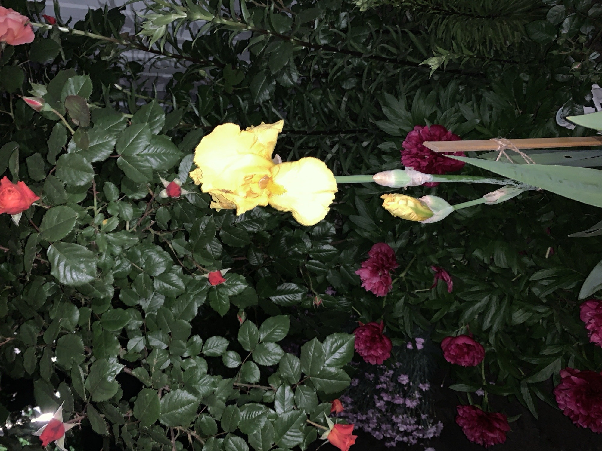 The image shows a garden setting at night. A yellow iris flower and several red roses are visible, interspersed among dark green foliage. There are also dark red peony-like flowers present. A bamboo stake is positioned amongst the flowers. In the background, tiny purple flowers can be observed. The image appears to be taken in a residential garden.