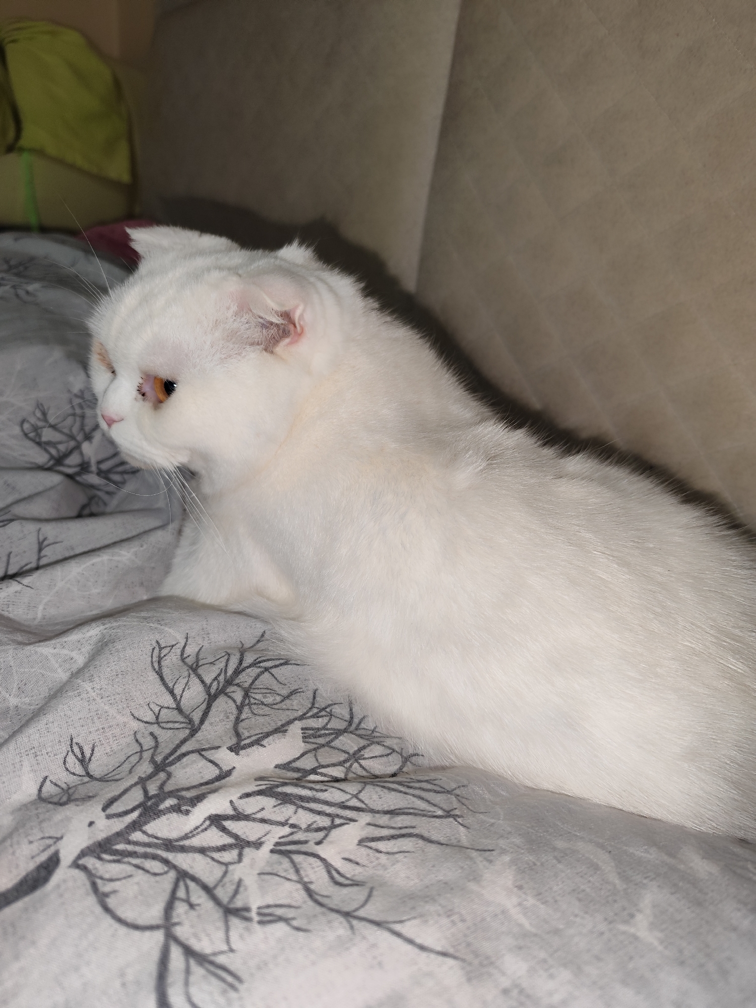 The image shows a white cat lying on a bed with a grey and white patterned duvet cover. The cat is positioned towards the left side of the frame, with its head facing left. A beige sofa back is visible in the background. A green object appears blurred in the upper left corner.