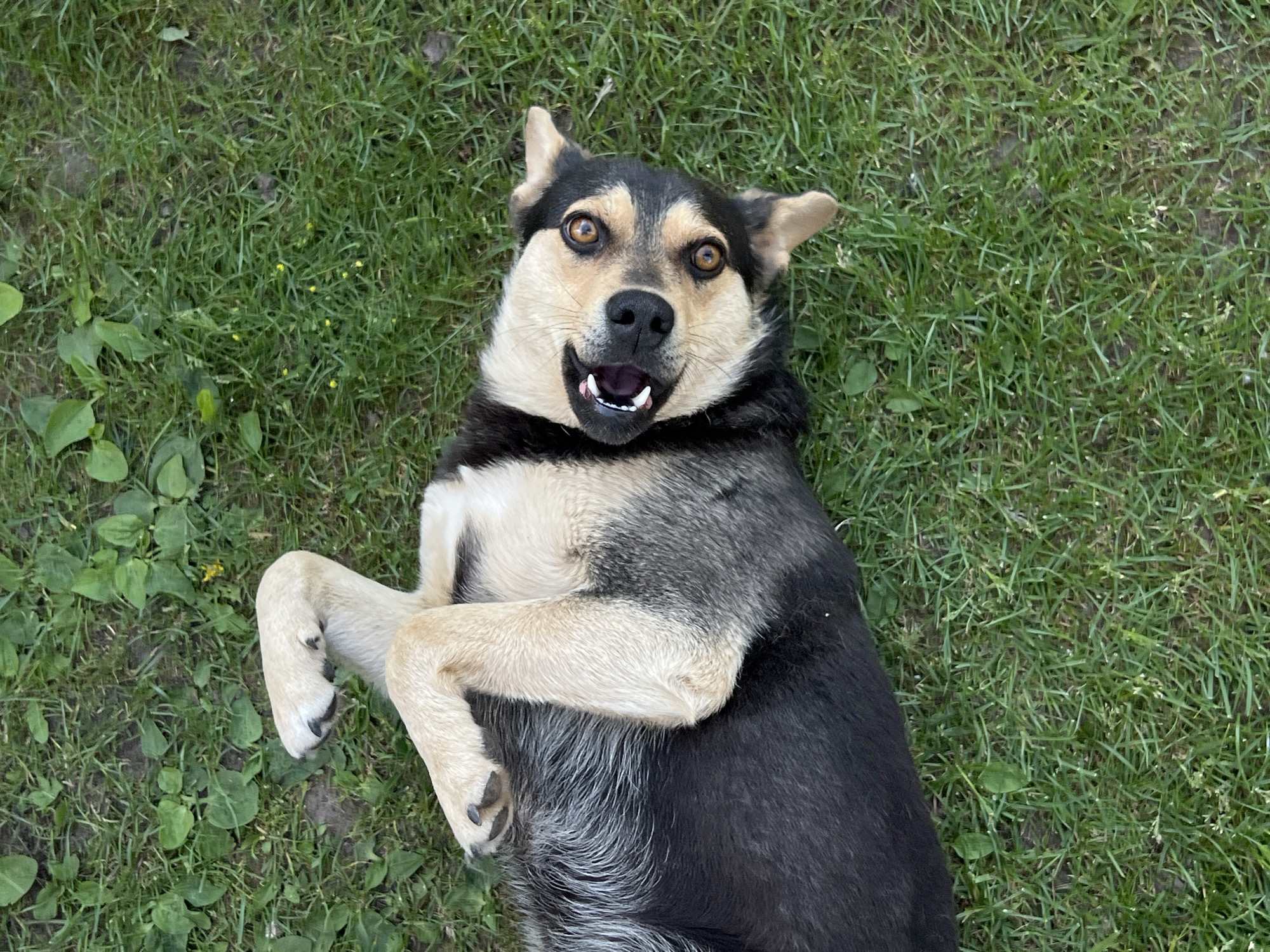 A medium-sized dog with black, tan, and gray fur lies on its back in a grassy area. The dog appears to be a German Shepherd mix, with alert, wide eyes and ears perked up. Its mouth is open in what looks like a happy or excited expression, with its tongue visible. The dog's front paws are crossed over its chest.
The setting is a lawn with green grass, interspersed with some clover and small yellow wildflowers. The lighting suggests it is daytime, possibly late morning or afternoon, with bright sunlight casting some shadows. The overall mood is playful and joyful.
There is no visible text in the image. The location context is Vertelka, Ukraine.