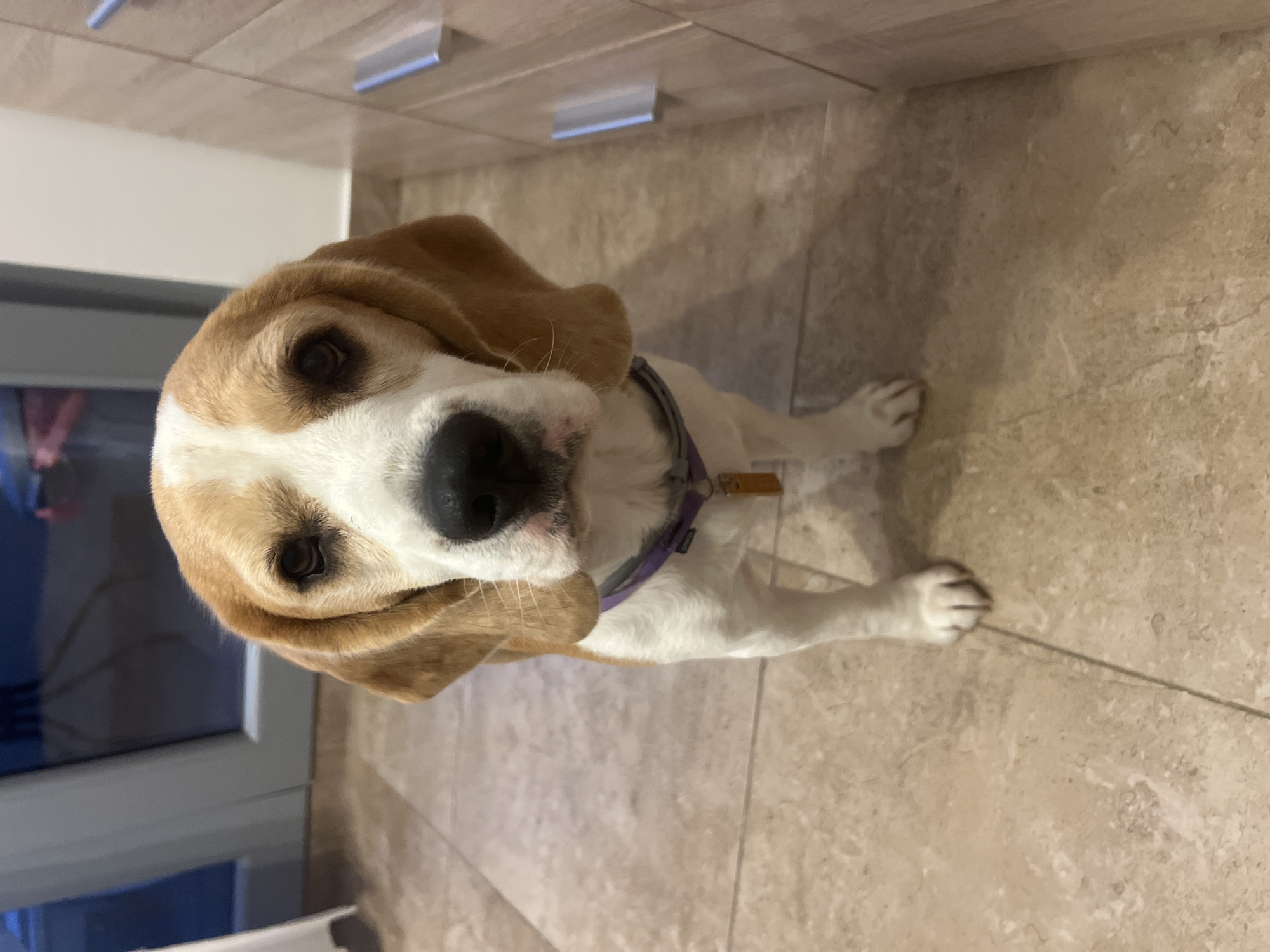 A beagle dog with a white and tan coat, floppy ears, and a black nose sits on a beige tile floor. The dog wears a purple collar with a tag. In the background are light-colored cabinets with silver handles. The location is in Budva, Montenegro.