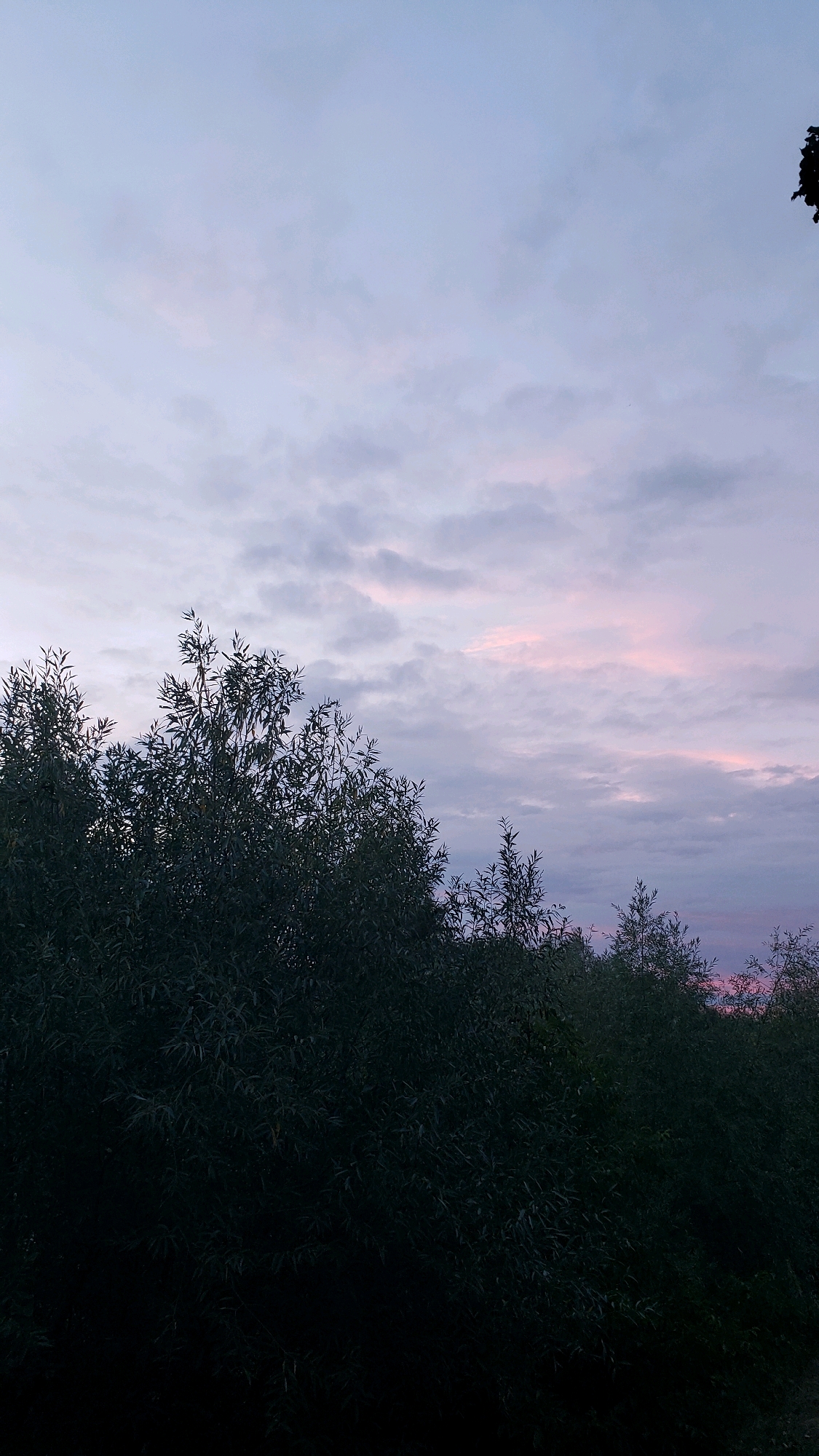 The image depicts a twilight sky with a mix of grey and pink clouds, casting a soft glow over the landscape. In the foreground, a dense line of dark green trees stretches across the frame, their leaves appearing silhouetted against the fading light. The overall impression is one of natural tranquility. The image does not contain any specific identifiable landmarks or elements that would allow for precise localization within the city of Prešov, Slovakia. There are no people, actions, or interactions visible in the scene.
