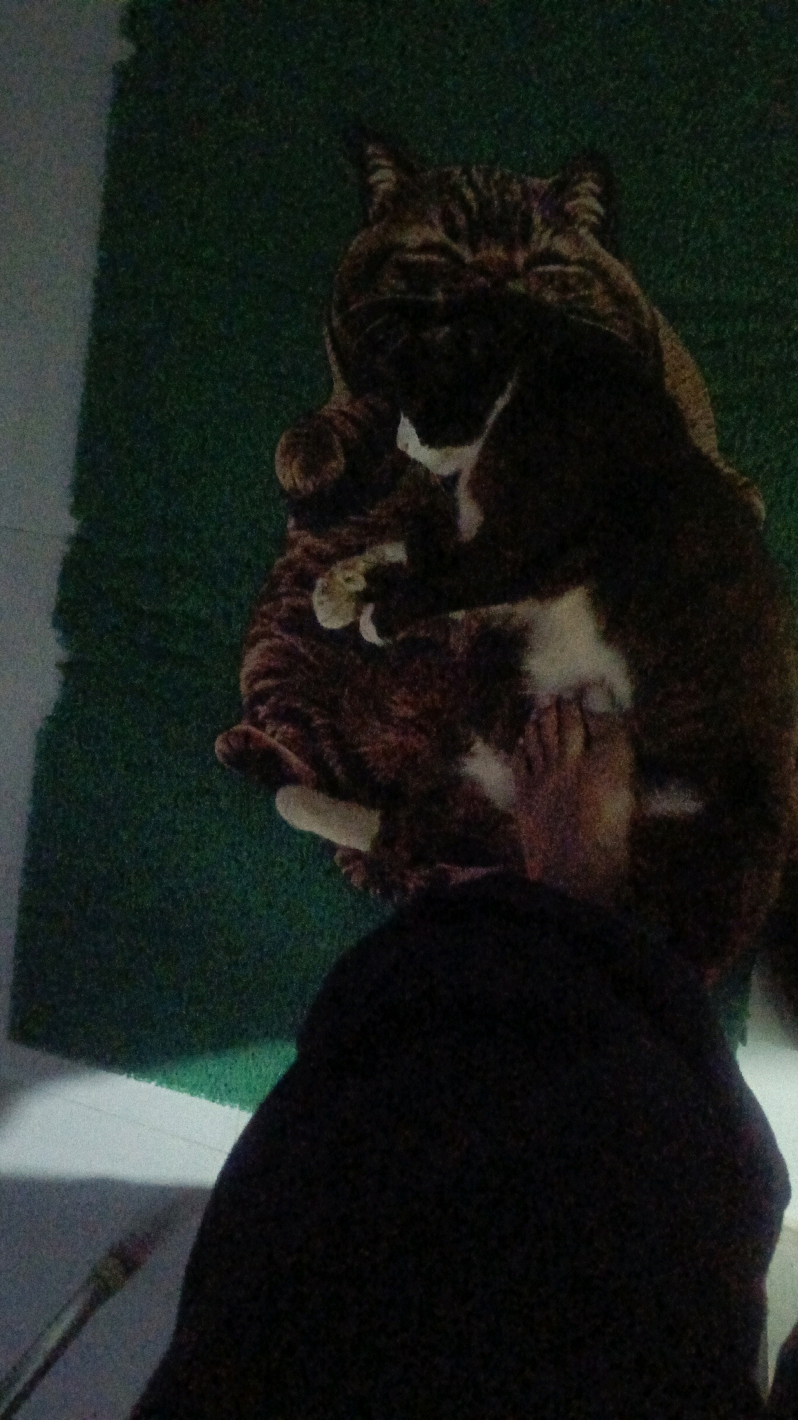 Two tabby cats are lying on a dark green rug. One cat is on top of the other, with its head resting on the lower cat's back. A human foot is visible between the cats. The scene appears to be indoors, possibly in Taliwang, Indonesia. The lighting is dim, creating shadows and a somewhat grainy image quality. The focus is on the cats and the foot.