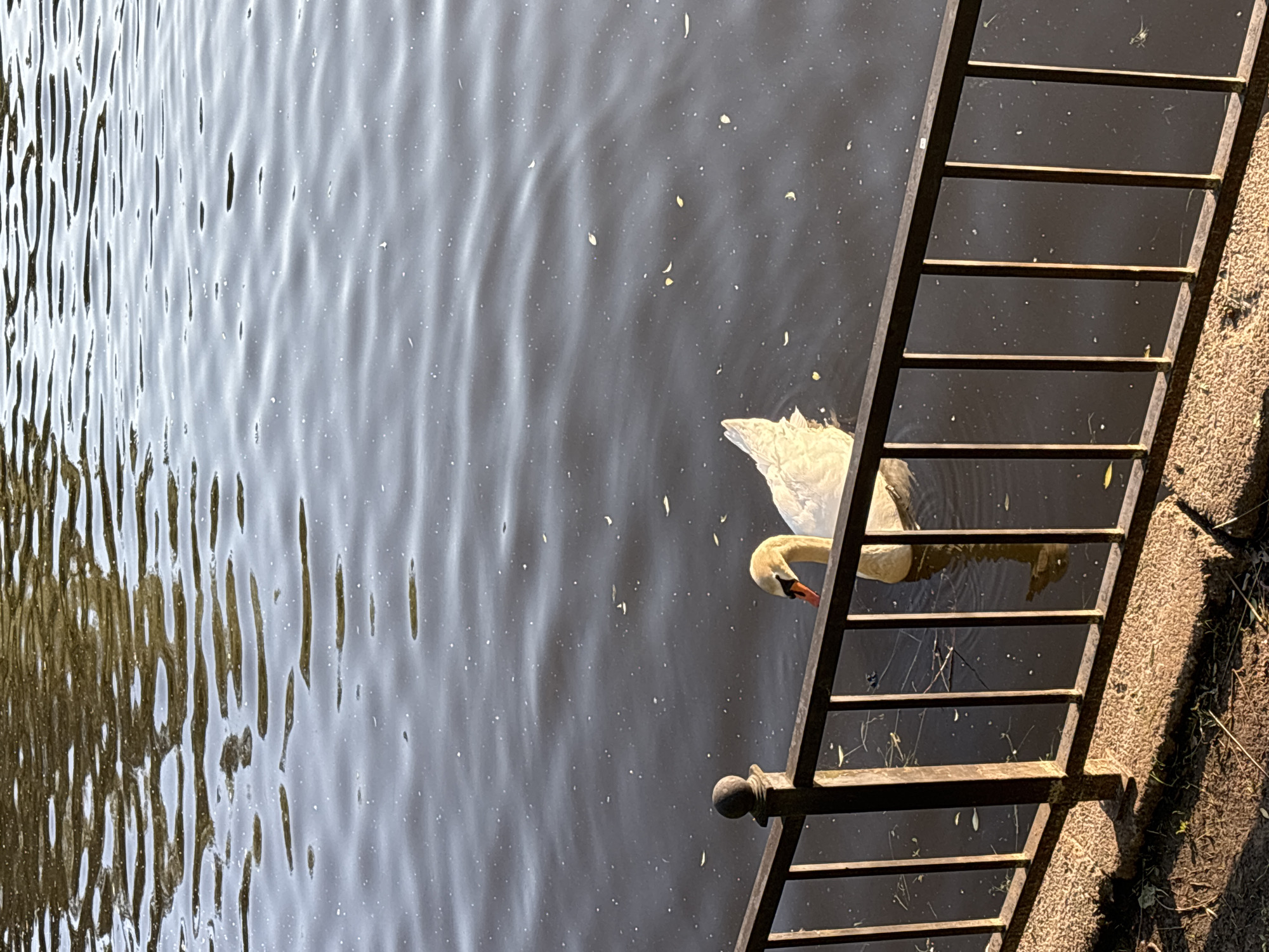 A swan swims in dark water behind a metal fence in Saint Petersburg, Russia. The swan is white with an orange beak and is partially submerged. The water is rippling and reflects the sky, with small white specks visible on the surface. The fence is made of dark metal bars and is positioned in the foreground, casting shadows on the stone embankment. The embankment is covered in dirt and dried leaves. The overall lighting suggests it is daytime, possibly late afternoon due to the warm tones in the sunlight.