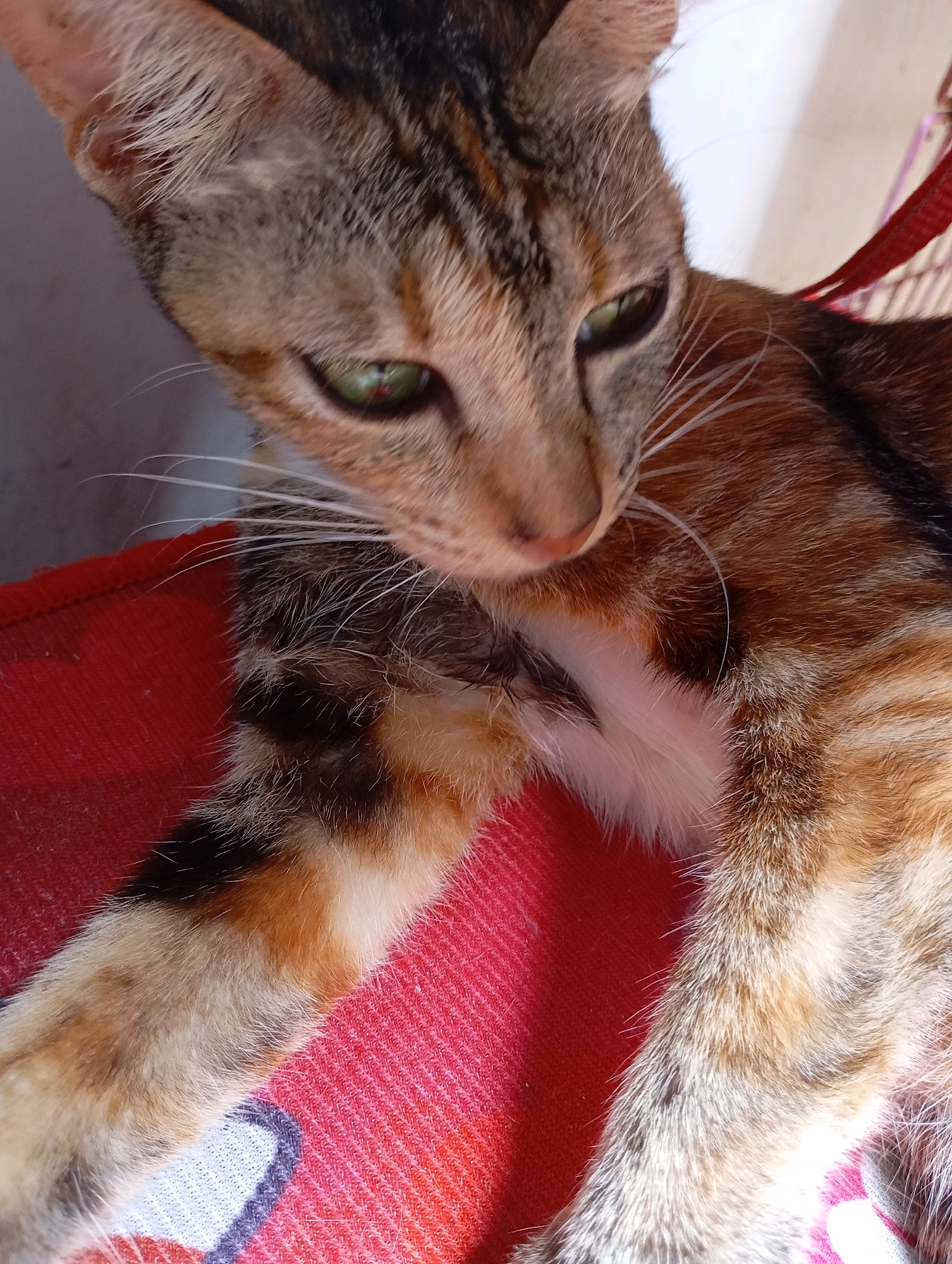 A calico cat with green eyes rests on a textured red surface, its fur a mix of brown, black, and orange. The cat's gaze is directed downwards, its whiskers prominent against its face. In the background, a blurry red strap is visible, suggesting the cat might be wearing a harness or leash. The lighting indicates an outdoor or well-lit indoor environment. The specific location in Balikpapan, Indonesia, cannot be determined from the visual information provided.