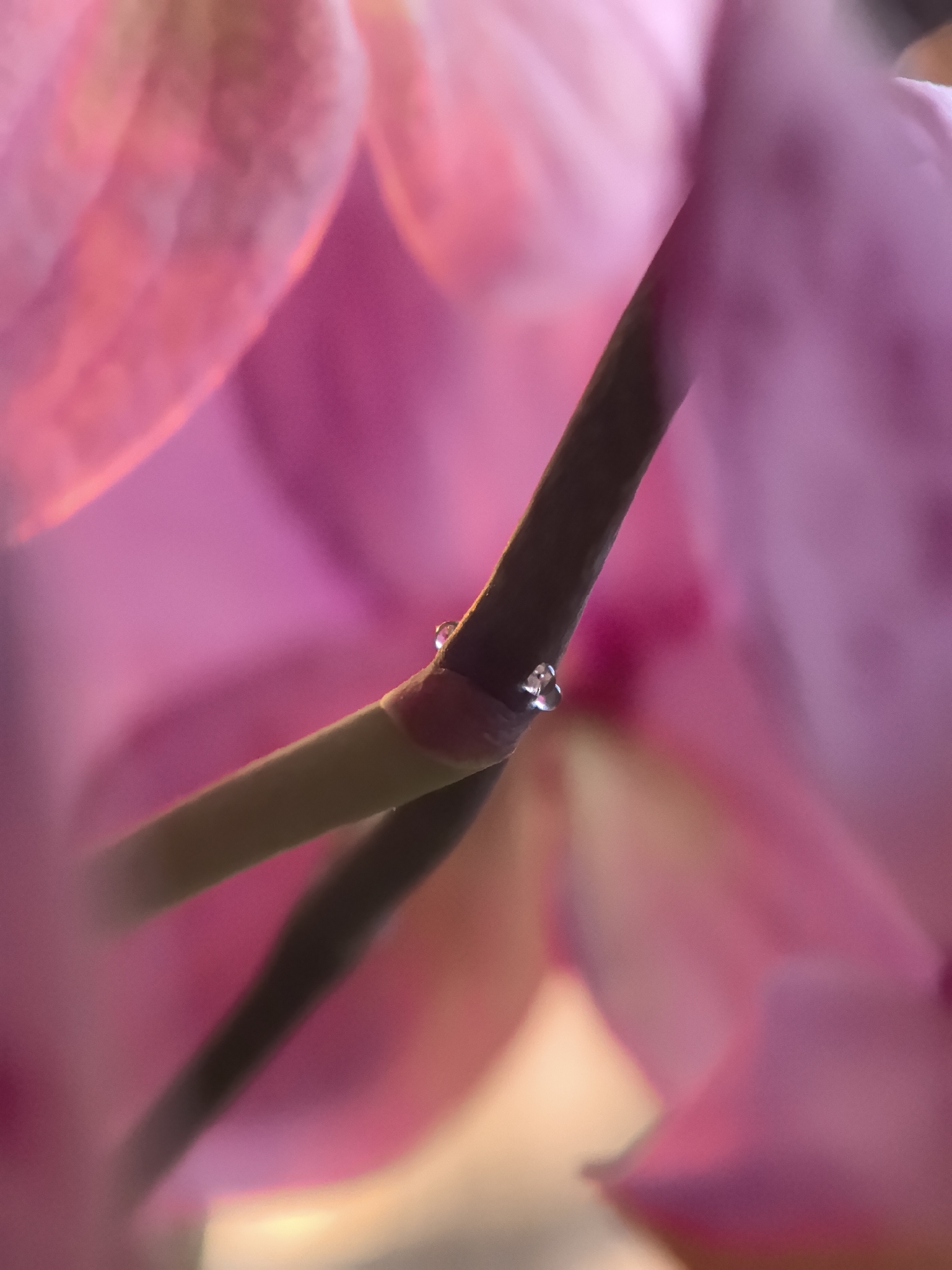 A close-up image focuses on a dark stem of what appears to be a pink orchid. Two droplets of water are clinging to the stem. The surrounding petals of the orchid are soft and blurred, creating a pink background.