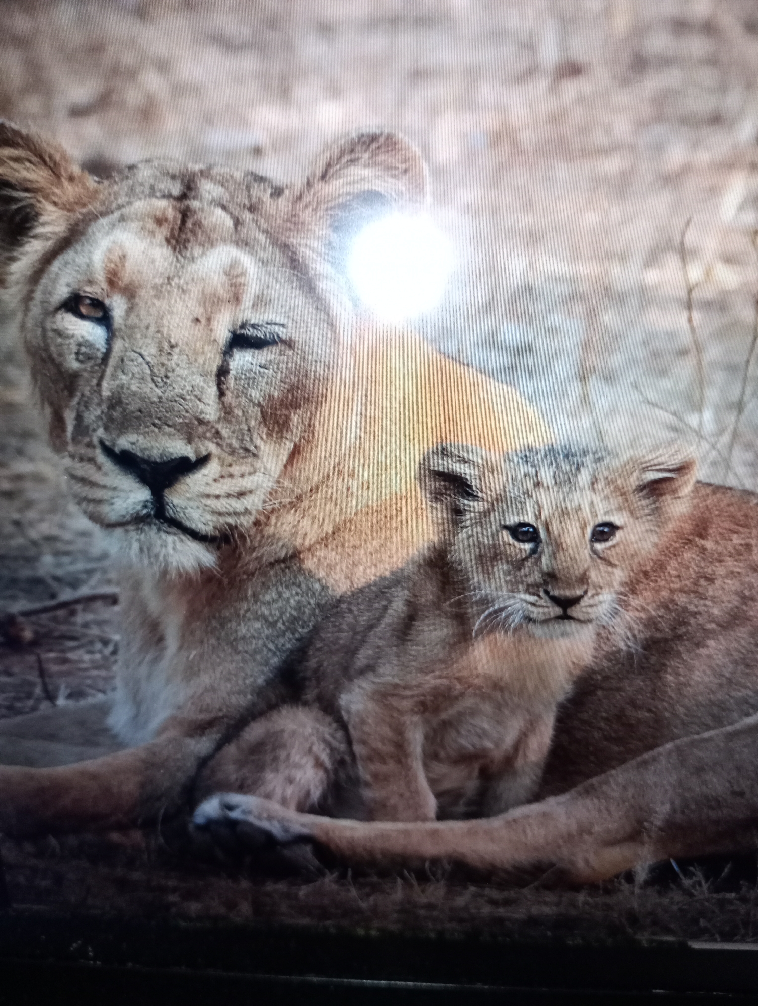 The image shows a close-up of a lioness and a lion cub. The lioness is on the left, with her head turned towards the camera, one eye partially closed. Her fur is a sandy brown color. The lion cub is in front of her, facing the camera with its eyes wide open. The cub is smaller and has lighter colored fur with some darker markings on its face. They are lying down on a dry, grassy or straw-like surface. The background is out of focus and appears to be a natural, outdoor environment. There is a bright glare in the upper right quadrant of the image, obscuring some of the background. There is no indication of the city of Harmanli, Bulgaria, in the image.