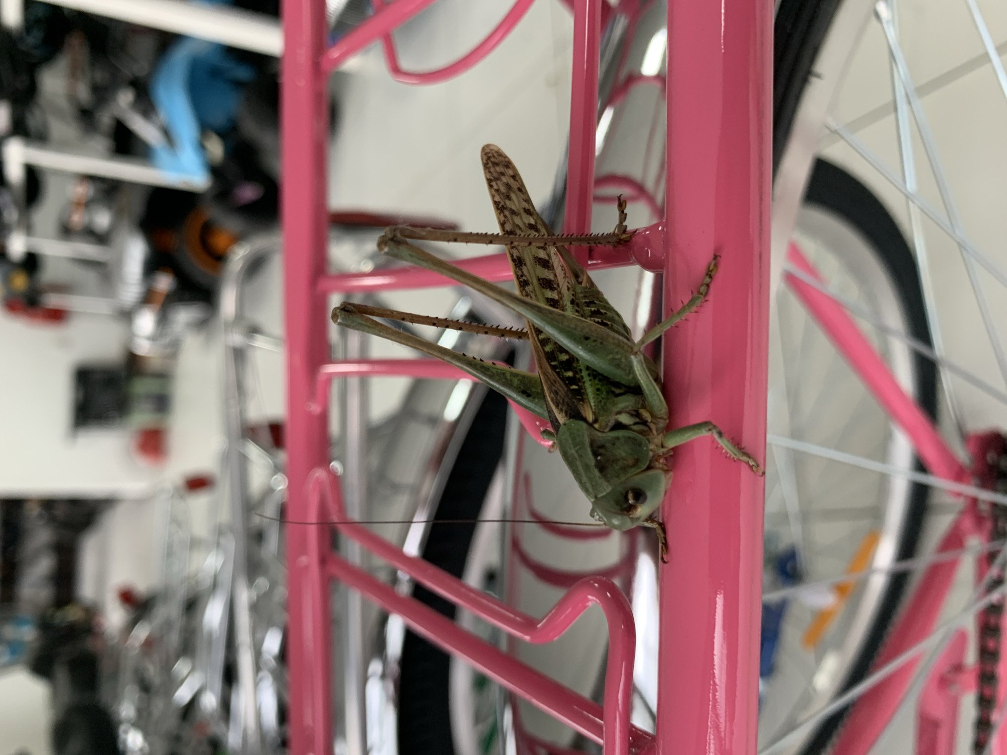 A close-up, eye-level shot shows a large green grasshopper resting on a bright pink metal rack, possibly part of a bicycle. The grasshopper is positioned in the lower center of the frame, with its body facing left and its head slightly tilted. Its long, spiky hind legs are extended, and its antennae are visible. The pink rack is in sharp focus, with its tubular structure and curved supports clearly defined. Behind the grasshopper, the background is blurred, but hints of other objects, possibly bicycles or storage shelves, are visible. The lighting appears to be natural, casting soft shadows. No people are present in the image, and no specific Kropotkin location is identifiable.