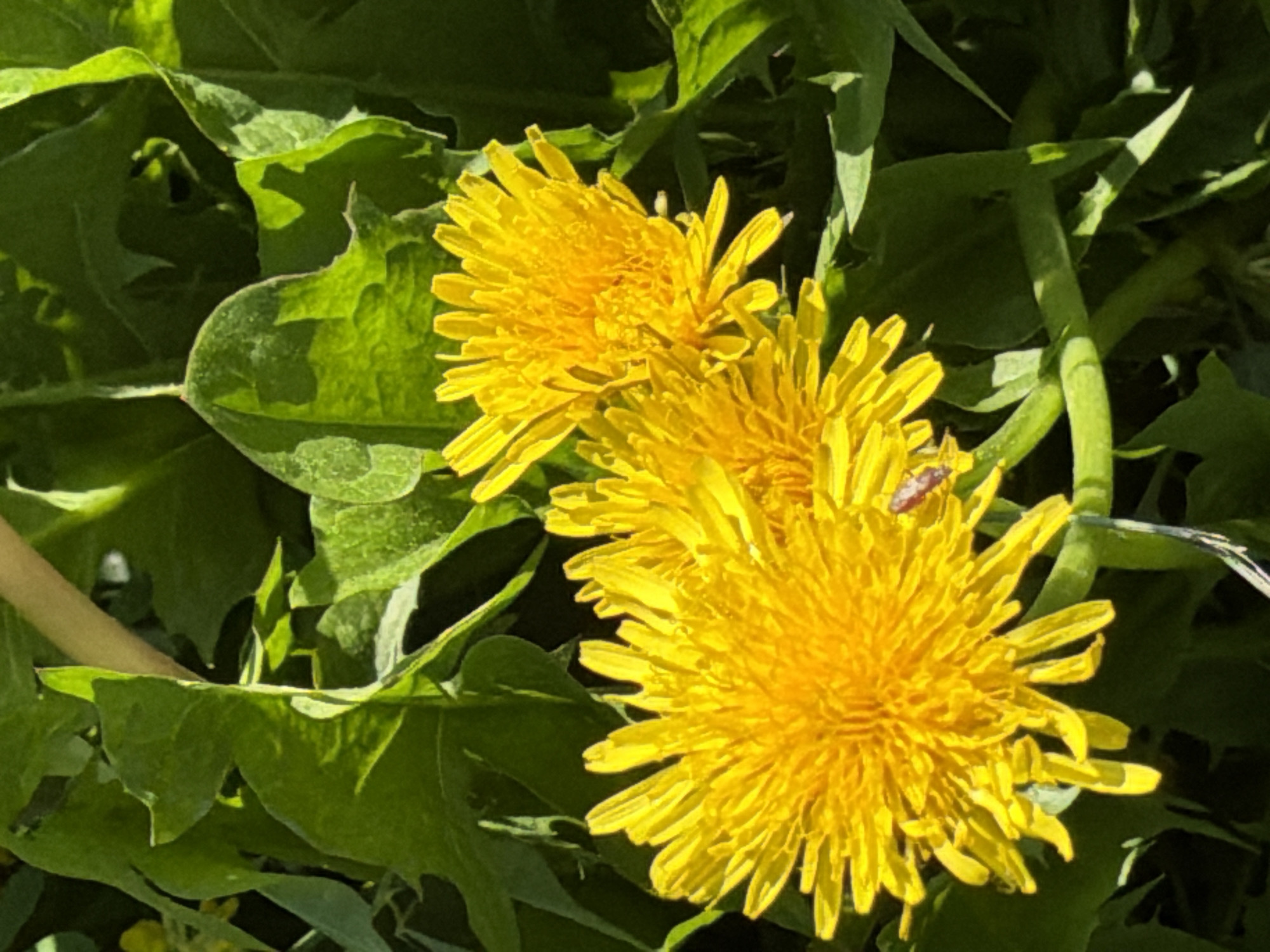 This media file is a close-up photograph of two bright yellow dandelions. The dandelions are in full bloom and appear to be the primary subjects. They are surrounded by lush green leaves, also characteristic of dandelions. The lighting suggests it is daytime, with sunlight highlighting the texture of the petals and casting shadows on the leaves, indicating a sunny or partly sunny environment.
A small insect, possibly a beetle or aphid, is visible on one of the dandelion heads, adding a detail of wildlife interacting with the plants. The focus is sharp on the dandelions and the insect, while the background of leaves is slightly blurred, creating a shallow depth of field that draws attention to the flowers. The image conveys a sense of natural beauty and the simple vibrancy of a meadow or garden. There is no visible text in the image.