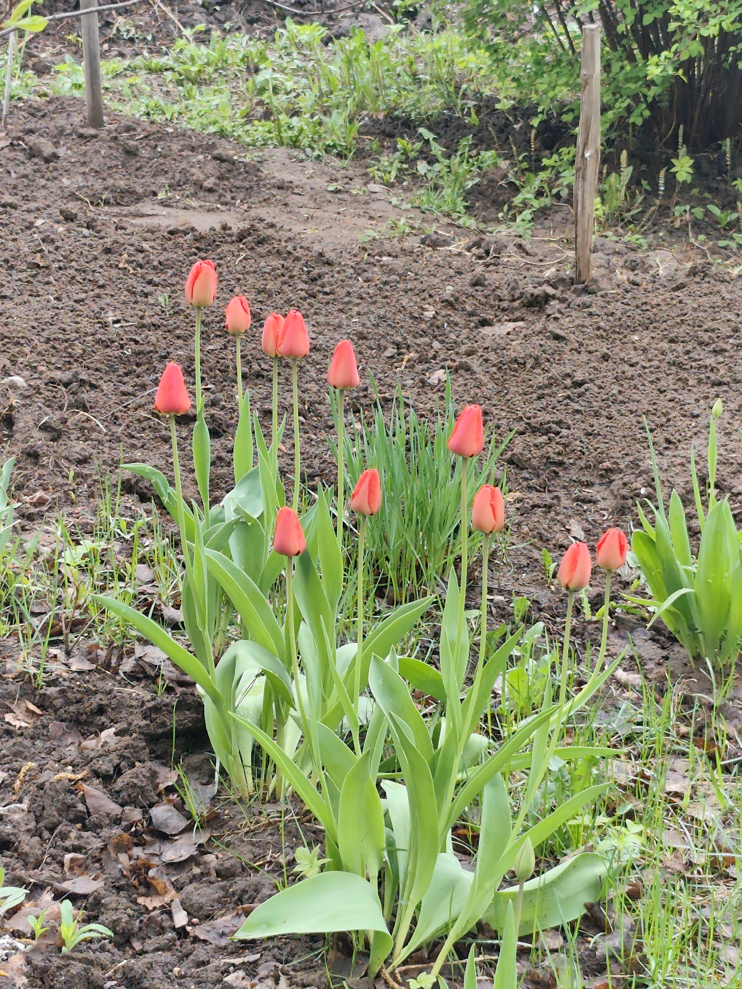 The image depicts a garden scene in Chaikovsky, Russia, featuring a row of closed red tulips. The tulips are the dominant subject, surrounded by green leaves and grass. The ground is visible, covered with dark soil and some scattered leaves. In the background, there is more bare soil, a wooden stake, and some greenery. There are no people visible in the image.