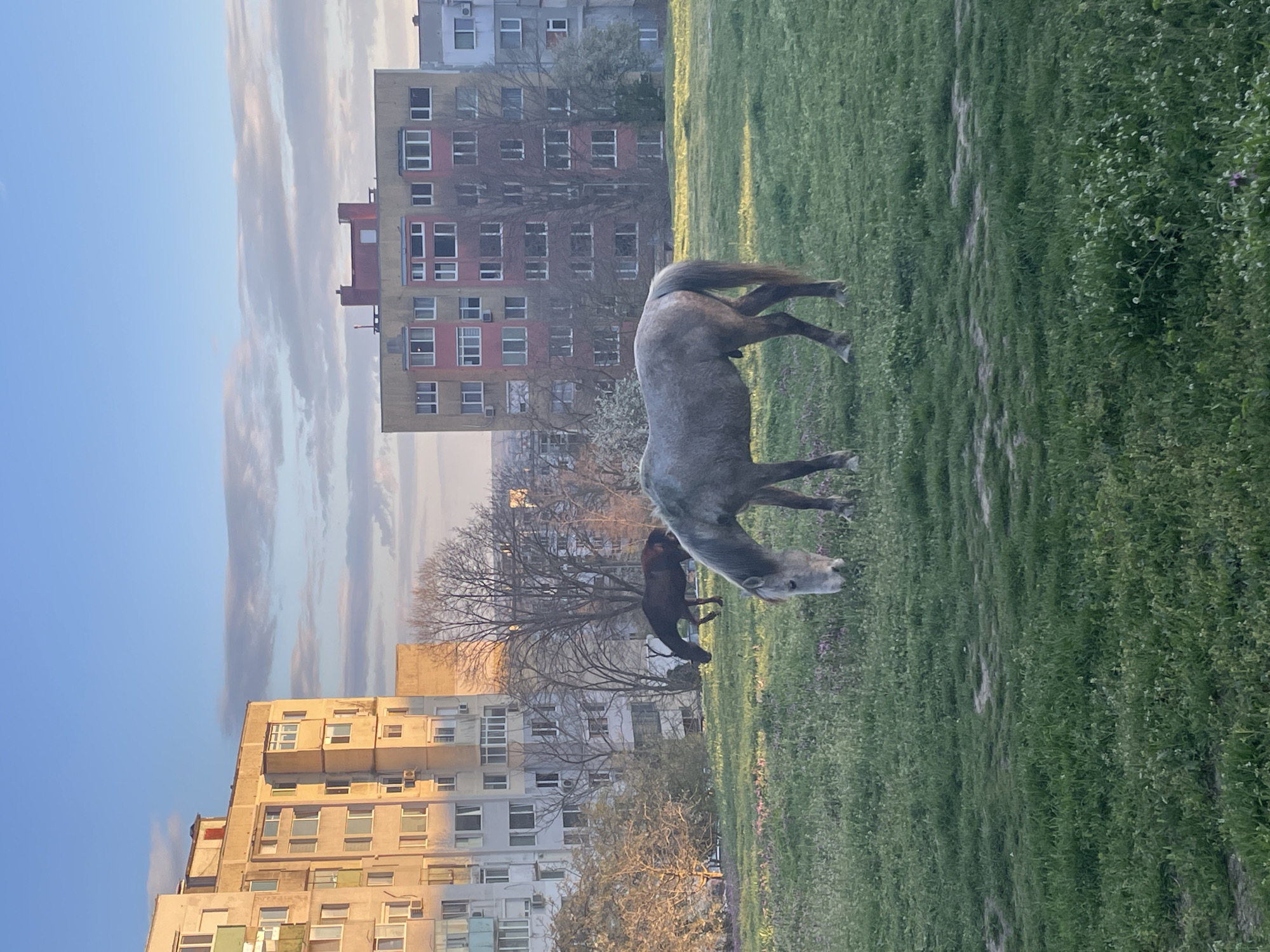 A long, slightly angled shot of a field in Varna, Bulgaria. In the field, two horses are grazing; the one closer to the camera is gray, and the other is dark brown. Behind them are a few bare trees. Behind the trees are two large apartment buildings; one is a light yellowish-gray with white accents, and the other is a darker reddish-gray with red accents. To the left of the buildings is a blue sky with soft, white clouds. The field is covered in green grass and small white flowers.