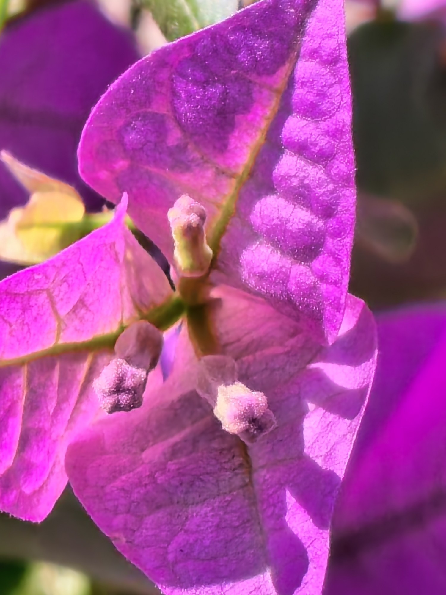 The image shows a close-up of a purple bougainvillea flower. The flower has three bracts, which are modified leaves that surround the actual flower. The bracts are a vibrant purple color, with veins visible on their surfaces. In the center of the flower, there are small, yellow, tubular flowers surrounded by a cluster of buds. The background is blurred, but appears to consist of green foliage and other flowers. The location is not specified.