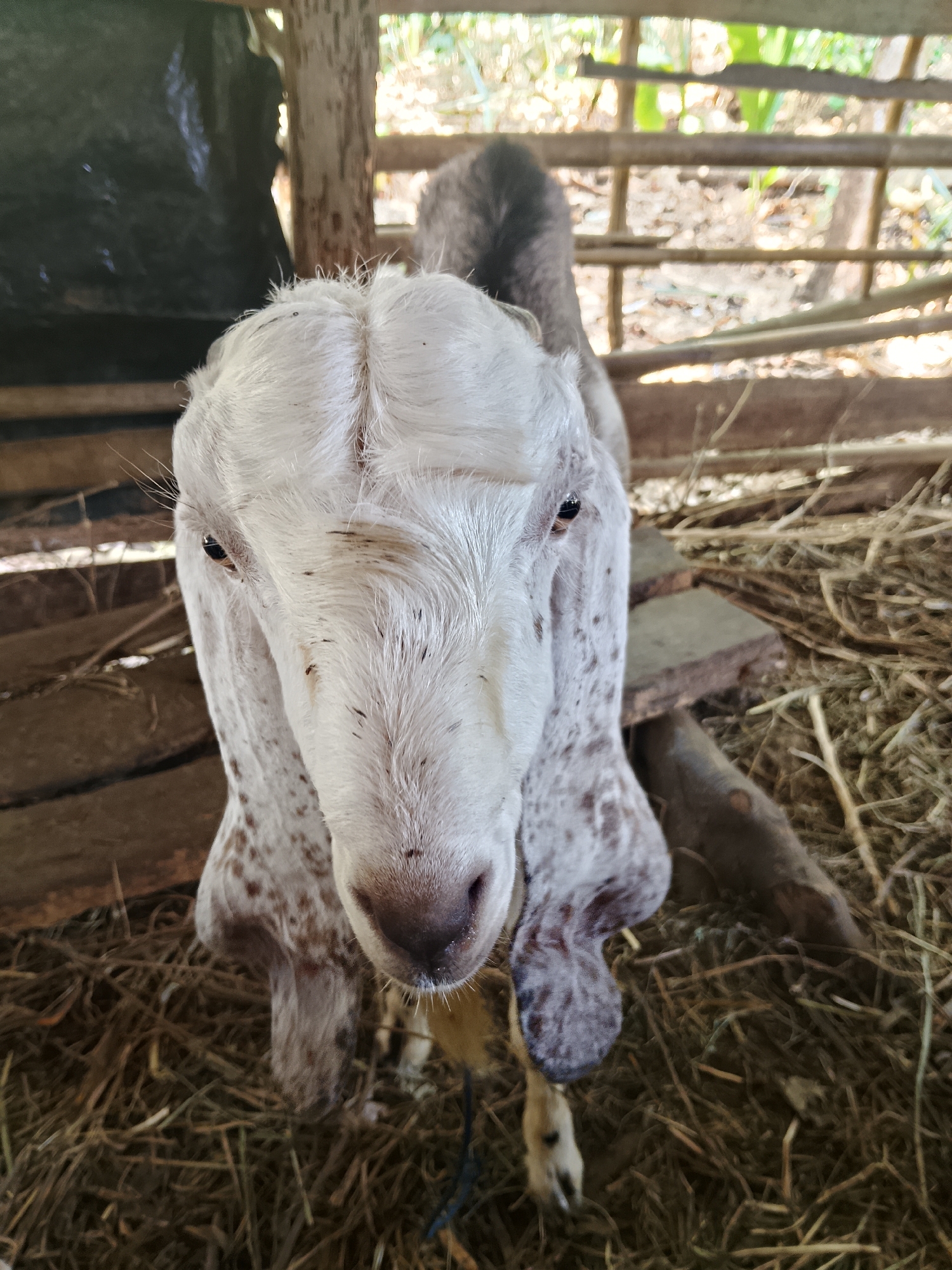The image shows a close-up, eye-level view of a young goat's face and upper body. The goat has white fur with brown speckles and long, floppy ears. Its eyes are dark and appear alert. The goat is standing in a pen made of rough wooden planks, with hay on the ground. In the background, there is a dark tarp or sheeting, and more wooden fencing with vegetation visible beyond. The lighting suggests it is daytime, possibly outdoors or in an open-sided shelter. The setting appears rustic and agricultural. The image was taken in Negeri Agung, Indonesia.