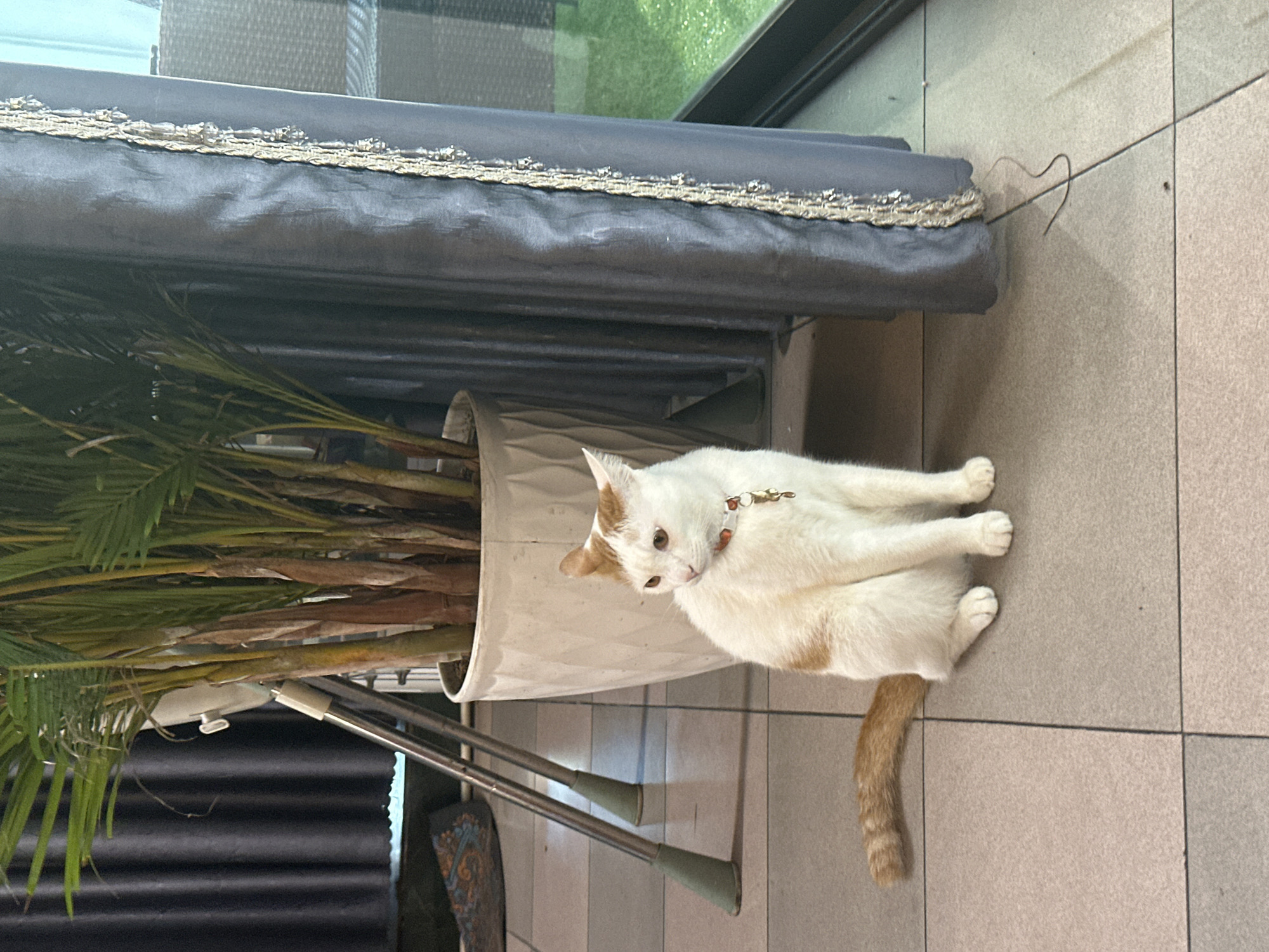 An indoor scene in Nha Trang Ward, Vietnam, features a white and ginger cat sitting on a light-colored tiled floor next to a tall potted plant. The cat, with light brown eyes, is wearing a red collar with a small charm or bell and has ginger patches on its ears and tail. It is looking towards the left side of the frame with a calm expression.
The plant, likely a palm, is in a large, light-colored pot with visible green fronds and brown stalks. Behind the plant and cat, a dark grey or black fabric item, possibly a curtain or furniture covering, runs horizontally across the upper part of the image. This fabric has an ornate, gold-colored trim along its top edge, which appears somewhat worn.
The tiled floor consists of square, light-toned tiles with dark grout lines. On the floor, near the dark fabric, a thin, dark, wire-like object is visible, curled into a distinct heart shape. In the background, what appears to be a window or glass door reflects green foliage and allows natural light into the scene. Two metallic poles, possibly part of a drying rack or stand, are visible behind the cat and plant. No visible text is present in the image. The scene suggests a relaxed, domestic setting during daytime.