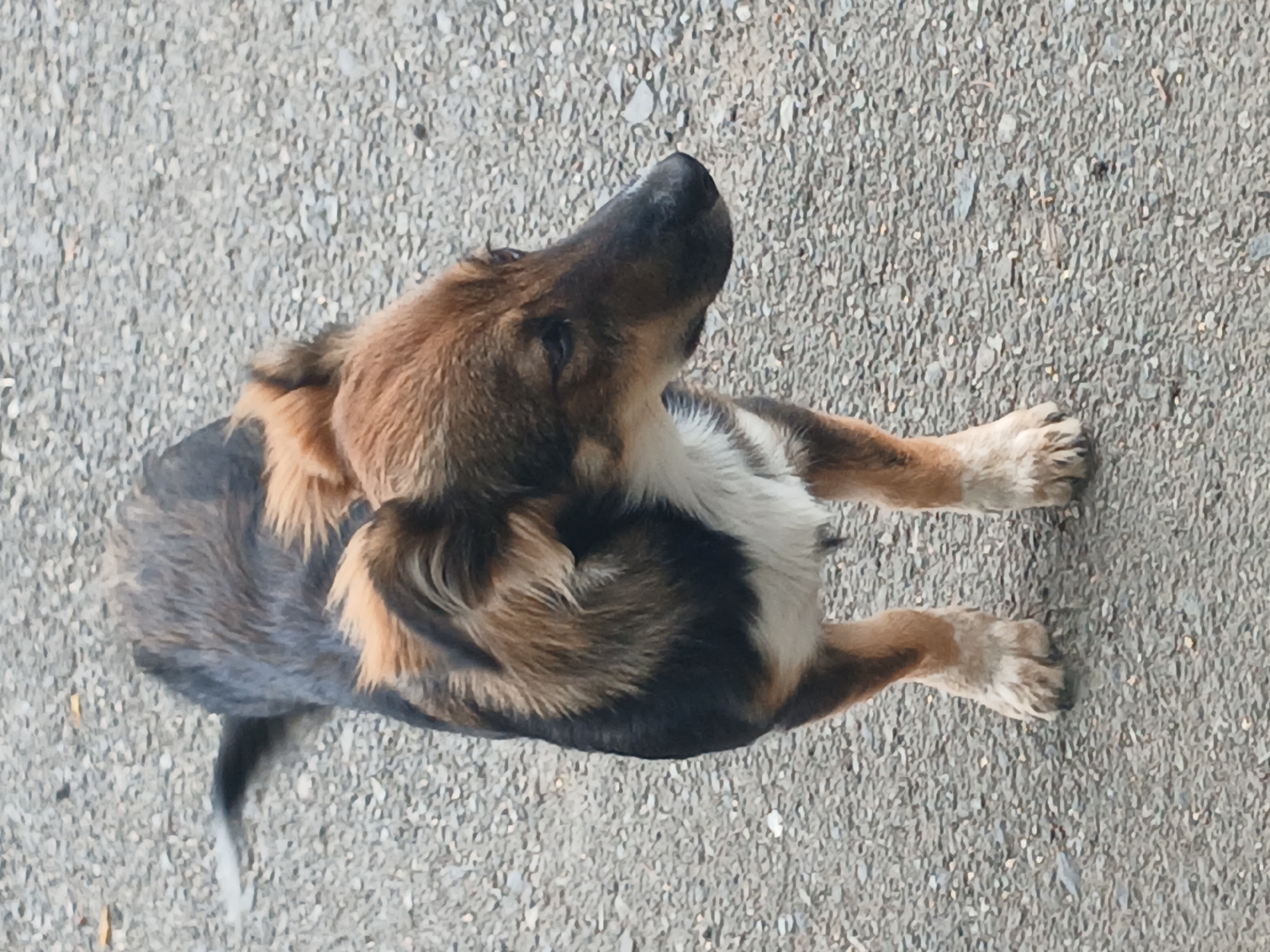 A medium-sized dog with brown, black, and white fur stands on a textured gray surface, likely asphalt or gravel. The dog is facing to the right of the frame, with its head slightly lowered. Its fur is shaggy, with longer hair around its neck and ears. The dog's tail is visible and appears to be short and bushy. The background is a continuation of the same textured gray surface, with small pebbles and debris scattered throughout. No other subjects or objects are present in the image.