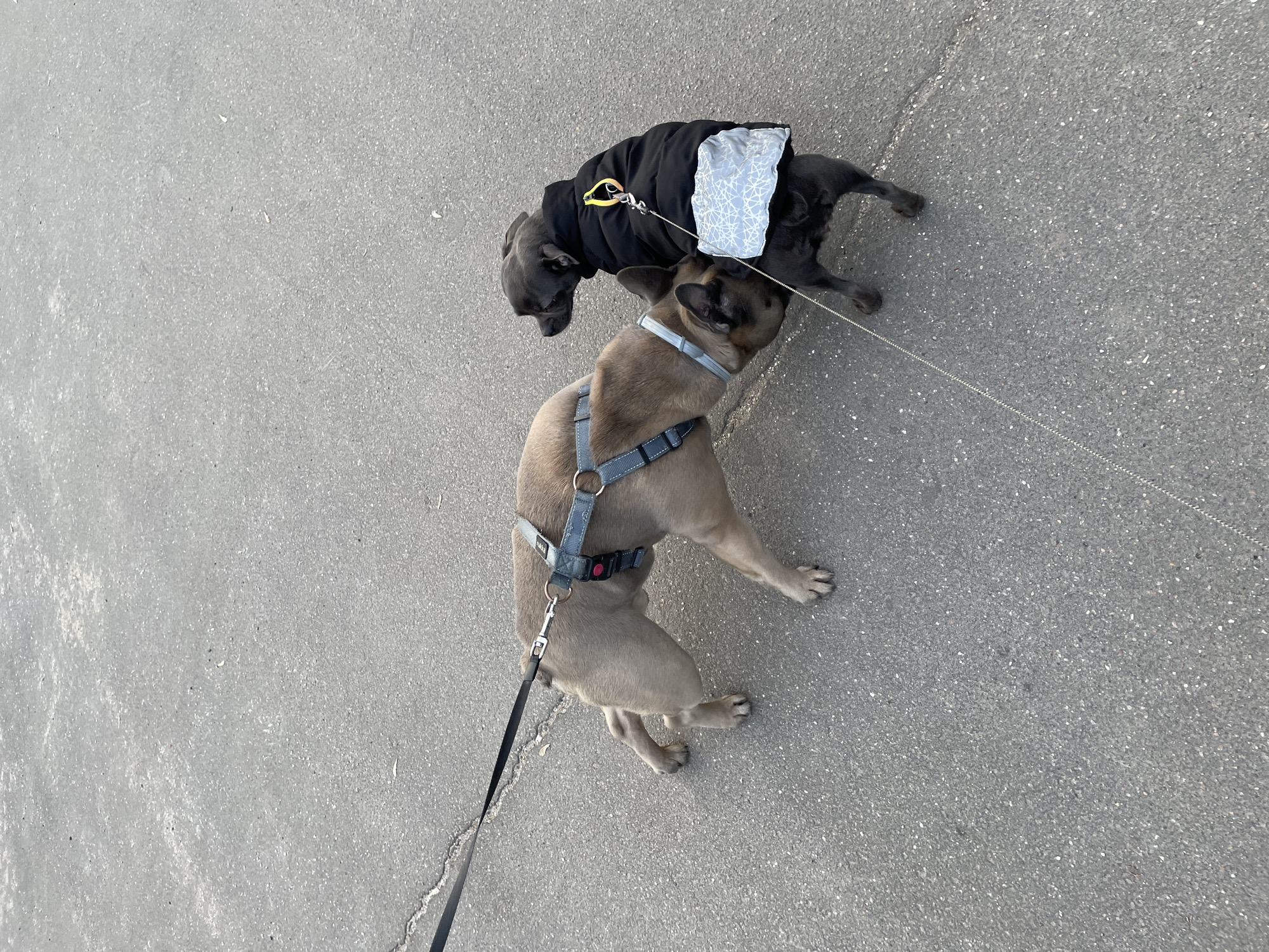 Two dogs stand on an asphalt surface. The dog in the foreground is fawn-colored and wearing a gray harness attached to a black leash. The dog in the background is black and wearing a black puffer vest with a gray and white geometric print fabric panel attached to the back. The black dog is attached to a silver leash. The location is consistent with an urban environment, potentially in Khimki, Russia, though specific location details are not discernible from the image alone. No people are visible.