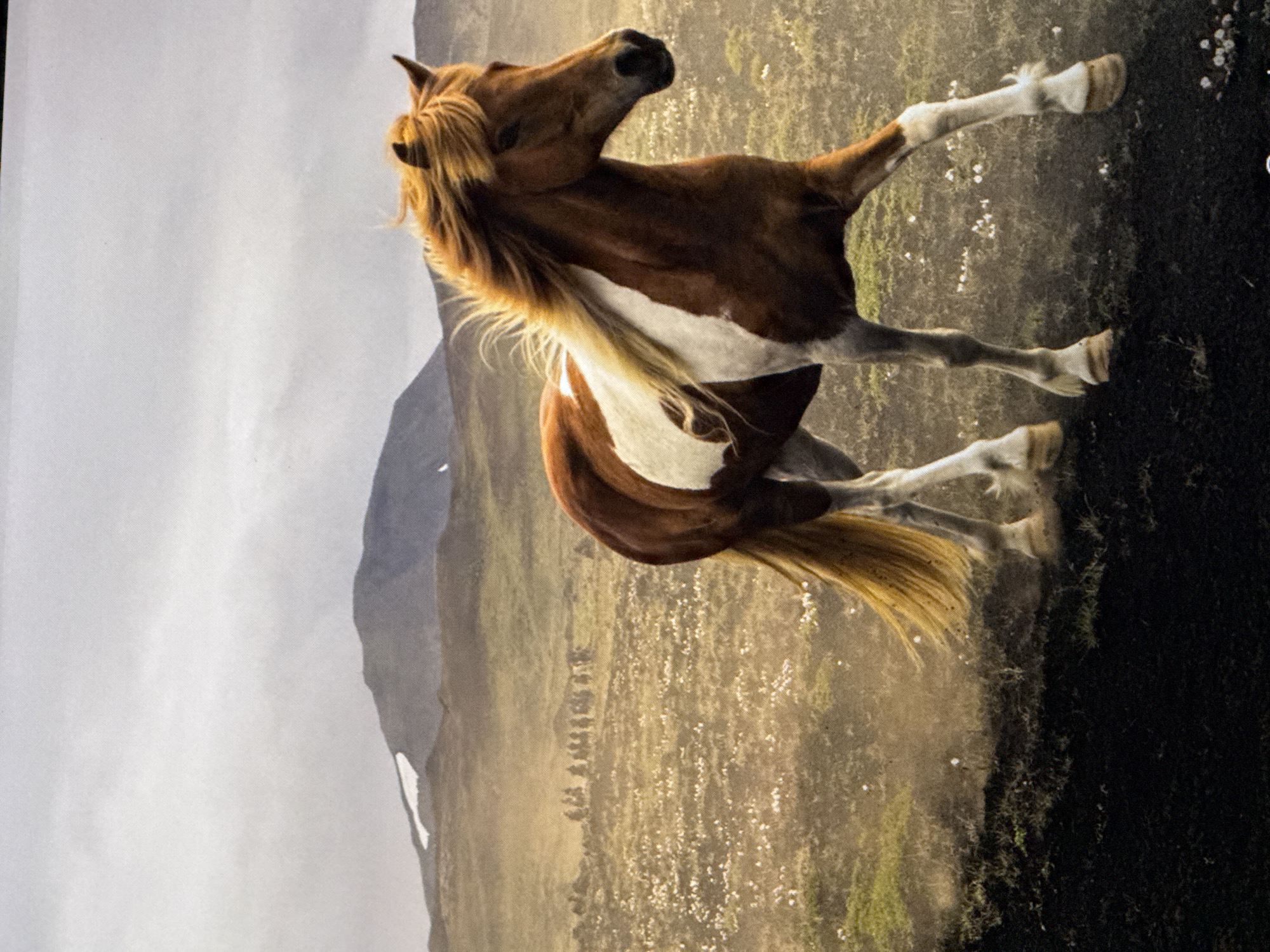 A brown and white horse runs in a dusty field with a herd of other horses in the background. Mountains are visible in the distance under a cloudy sky. The ground is covered in dark soil and scattered white flowers. The scene appears to be an outdoor landscape, possibly in a rural or natural setting. The location of Saratov, Russia is not depicted in this image.