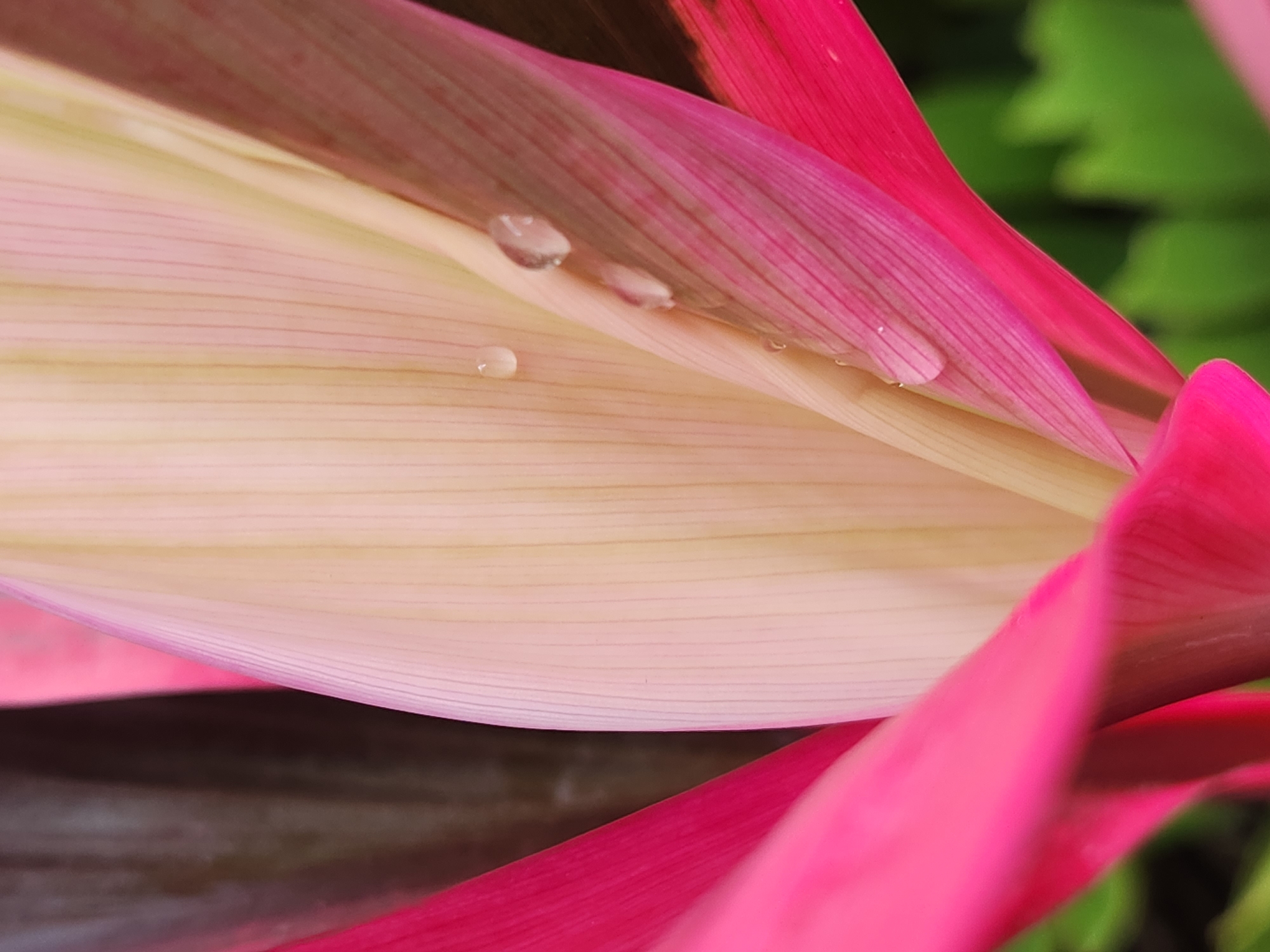 A close-up, macro photograph features the vibrant pink and pale green leaves of a plant, possibly a Ti plant, with several clear water droplets clinging to the surface of a pale green leaf. The leaf exhibits fine, parallel striations. The background is softly blurred, showing hints of dark leaves and bright green foliage. The image is tightly cropped, focusing on the textures and colors of the plant's leaves. The lighting is soft, highlighting the dew on the leaves and the delicate veins. No people or structures are visible in the image. The context of Altamonte Springs, United States of America, is not directly depicted in the visual elements of the photograph.