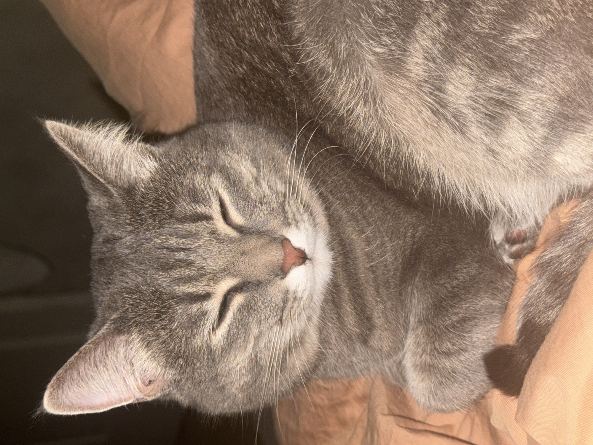 The image displays a close-up of a grey tabby cat soundly sleeping or resting. The cat is curled up, with its head turned slightly to the right, showing its closed eyes and a small, delicate pink nose. White fur highlights its muzzle, from which several long, white whiskers extend. Its fur is a mix of various shades of grey, characterized by distinct darker tabby stripes and lighter underfur, particularly visible on its chest and around its ears. The animal appears peaceful and content.
The cat is positioned on a warm, light brown or peach-colored fabric, which looks like a blanket or pillow, providing a soft background. The lighting is warm, possibly from an indoor lamp or natural light entering a room, creating subtle highlights on the cat's fur and gentle shadows. There are no other objects or people visible in the frame, nor any discernible text. The scene is one of quiet repose, taking place in Chaikovsky, Russia.