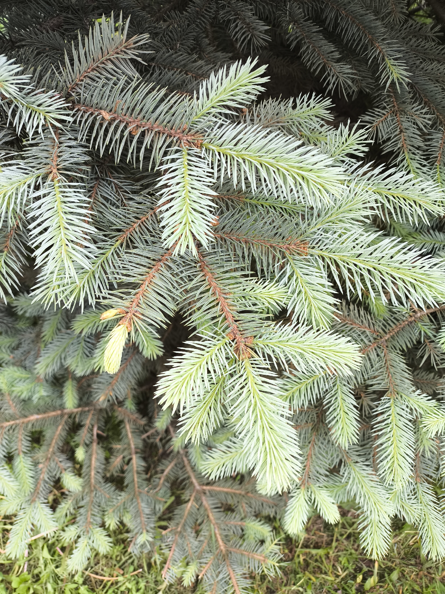 The image shows a close-up of blue spruce tree branches. The needles are light green and blue-gray in color. The branches are brown. The background is blurred. It is located in the city of Unknown, Unknown.