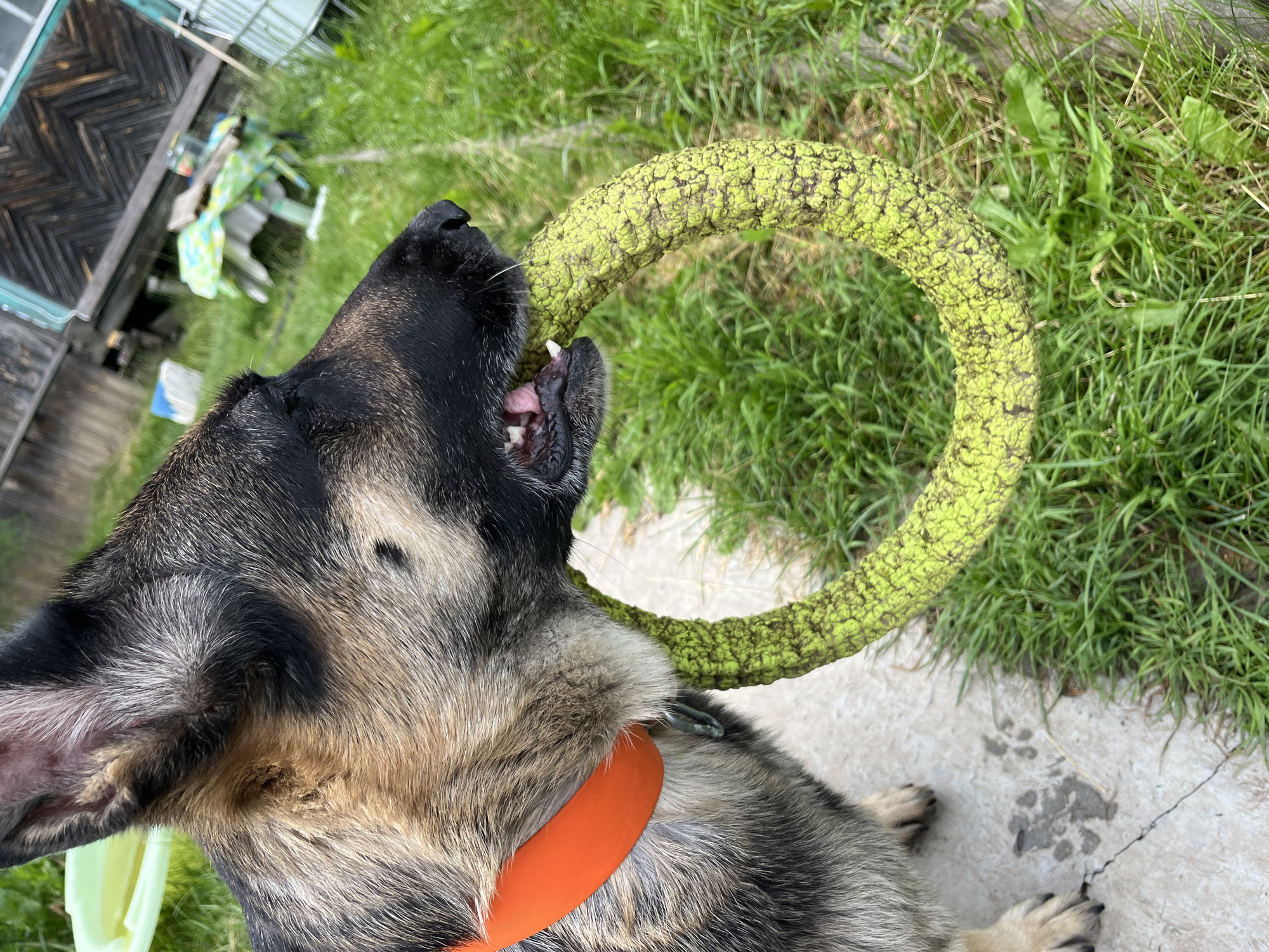 A German Shepherd dog, wearing an orange collar, holds a bright green, textured ring toy in its mouth. The dog is positioned outdoors on a surface that transitions from concrete to grass. In the background, a weathered wooden structure with windows is visible, along with some outdoor furniture covered by a green and white patterned cloth. The scene appears to be in a yard in the city of Nizhny Tagil, Russia.