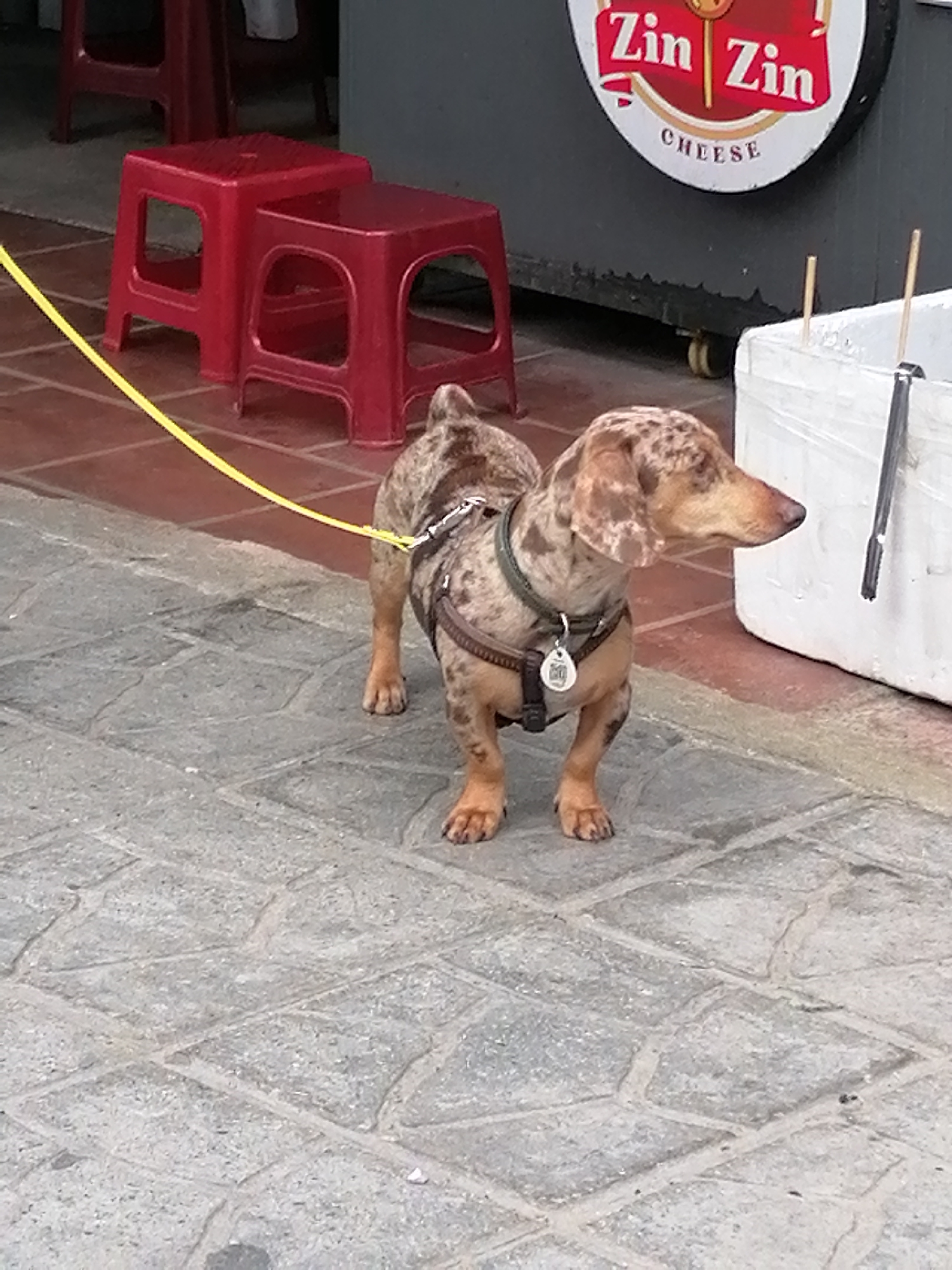 A merle dachshund, wearing a harness and a yellow leash, stands on a patterned stone walkway in front of a food stall in Da Lat, Vietnam. Two red plastic stools are visible behind the dog. A circular sign with "Zin Zin Cheese" is mounted on the side of the stall. A white cooler with wooden skewers protruding from it is to the right of the dog.