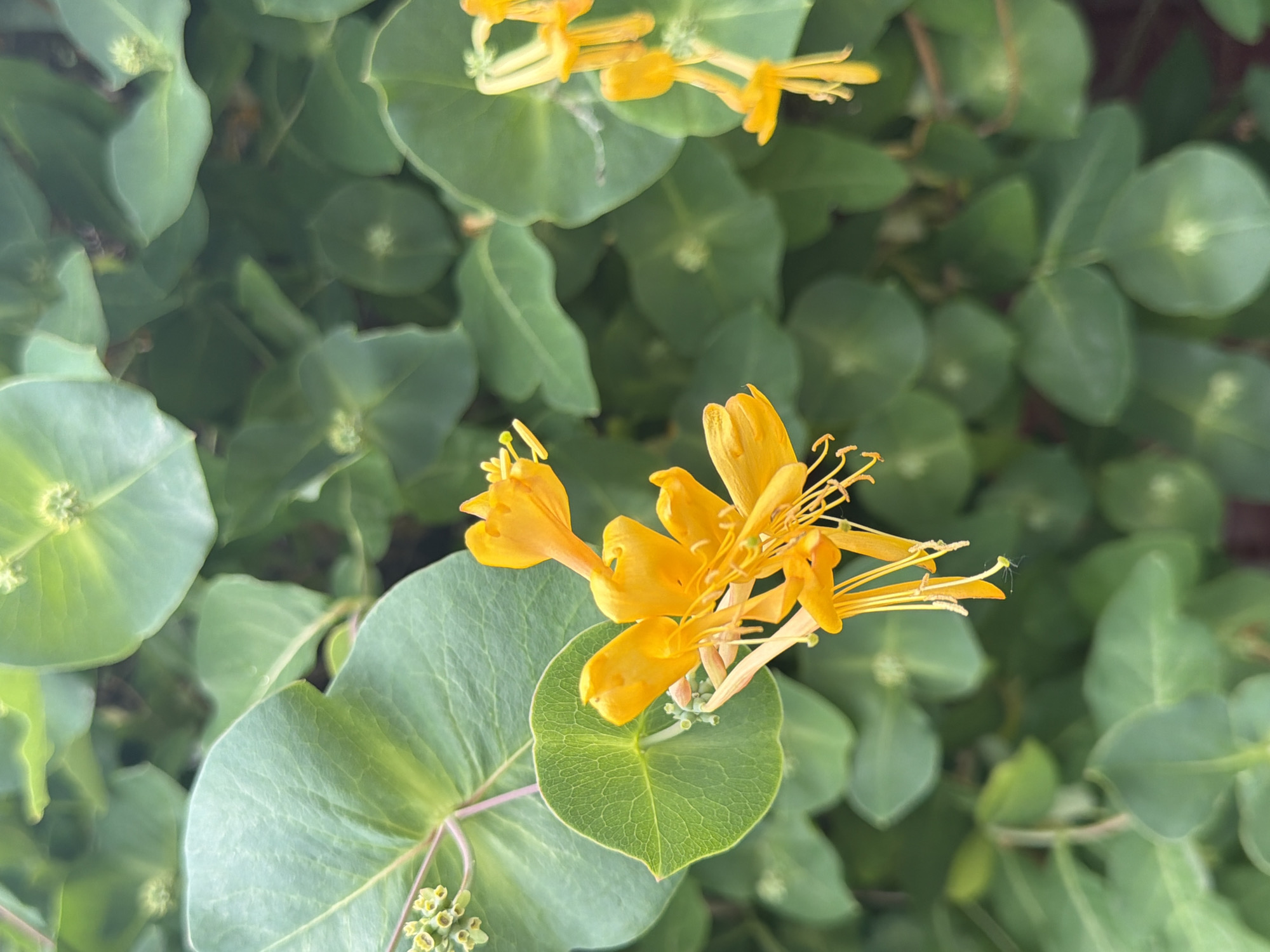 The media file is a close-up, vertical shot of yellow honeysuckle flowers and their green leaves. The background is filled with more out-of-focus green foliage, suggesting the plant is growing outdoors. The lighting appears to be natural daylight, possibly late morning or afternoon, as there are no harsh shadows.
The subjects are the flowers and leaves of the honeysuckle plant. The flowers are trumpet-shaped with delicate, elongated stamens. They are a vibrant yellow-orange color. The leaves are oval and have a smooth texture, with some showing visible veins. In the foreground, a cluster of tiny green buds can be seen, hinting at the plant's growth cycle. The focus is sharp on the flowers and leaves in the mid-ground, while the foreground and background are blurred, creating a sense of depth.
There is no discernible activity or event taking place; the image is a still life capturing the natural beauty of the plant. No text is visible in the image. The overall mood is serene and natural, highlighting the intricate details of the honeysuckle. The location is unknown, but the presence of abundant foliage suggests a garden, park, or natural setting.