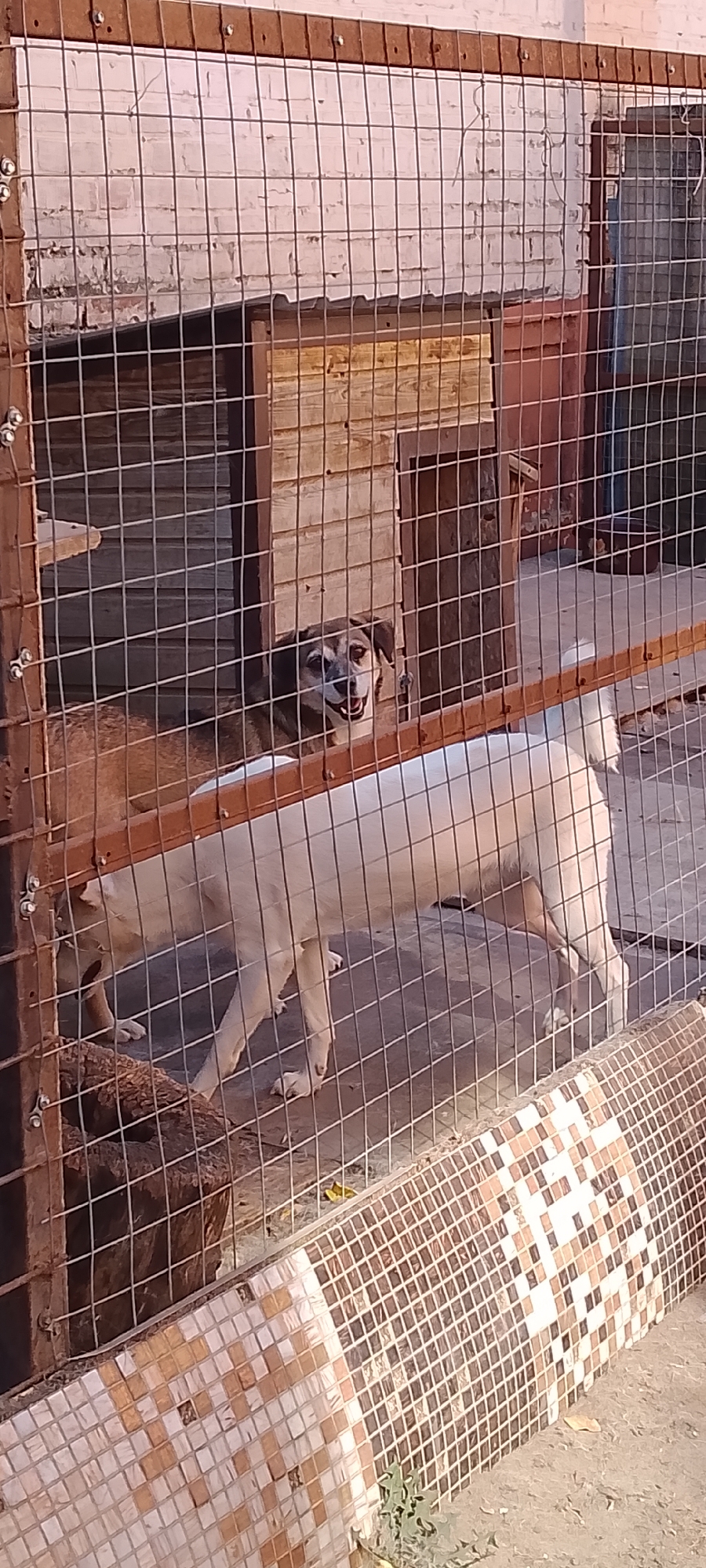 The image shows two dogs inside a metal cage with a wooden structure behind them. One dog, a smaller, brown and white mixed breed with graying fur around its muzzle, is looking directly at the camera with its mouth open and tongue visible, appearing to be panting or smiling. It is positioned behind a section of the cage's wire mesh. The second dog, a larger, white dog, is standing to the right and partially in front of the brown and white dog. Its body is mostly visible from the side, and it is facing to the right. The cage appears to be made of metal bars and wire mesh, with wooden planks forming a partial enclosure behind the dogs. The ground inside the cage is a concrete or paved surface. In the foreground, outside the cage, there is a tiled surface with a mosaic pattern of beige, brown, and white squares. The background shows a brick wall and some indistinct structures. The lighting suggests it is daytime, possibly late afternoon, casting shadows. The image does not contain any information that can identify its location in the city of Belgorod, Russia.