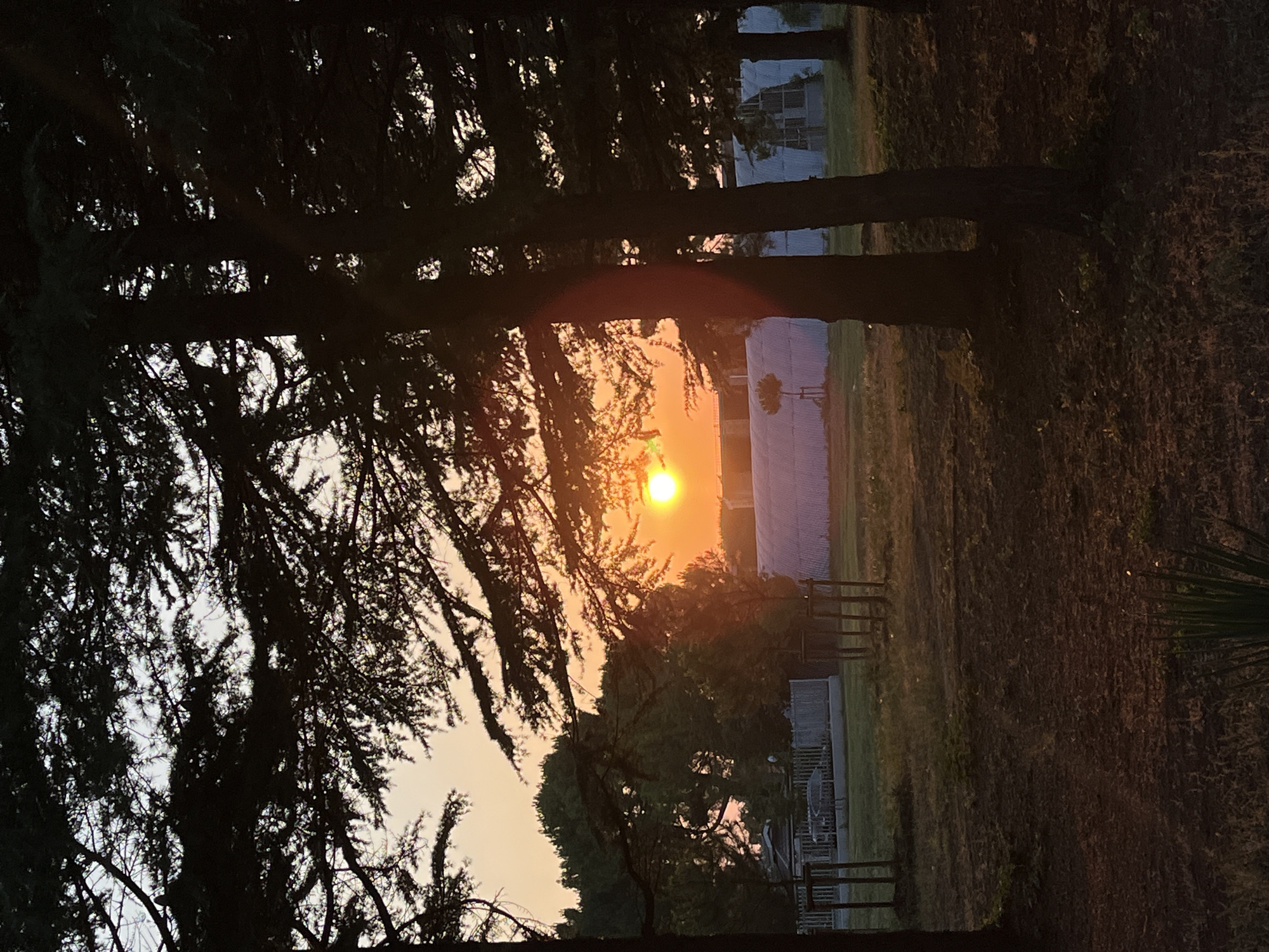 The image depicts a sunset viewed through the branches of coniferous trees in a park-like setting, likely in Nesebar, Bulgaria. The sun, a bright orange disc, is low in the sky, casting a warm glow. In the background, there are green trees, a white fence, some vehicles, and what appears to be a large greenhouse or agricultural structure. The foreground is a grassy area with bare earth and scattered vegetation. The lighting suggests late afternoon or early evening. There are no people or animals visible in the scene. The overall mood is peaceful and serene, characteristic of a sunset in a natural environment.