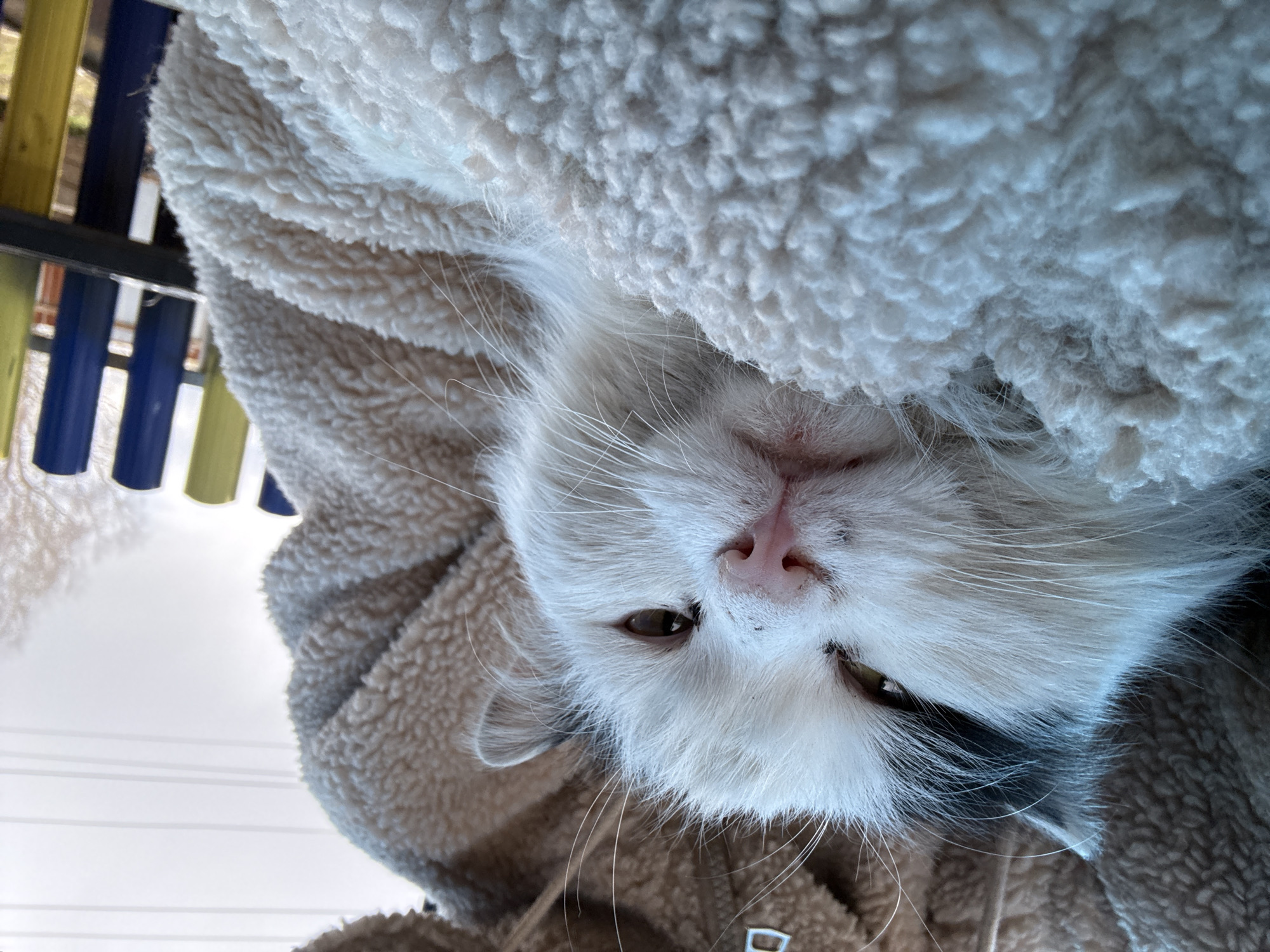 A cat with white and gray fur, and brown eyes is upside down, covered partially by a light gray fuzzy blanket, a brown coat, and a blue and yellow fence is in the background. The location is unknown, Russia.