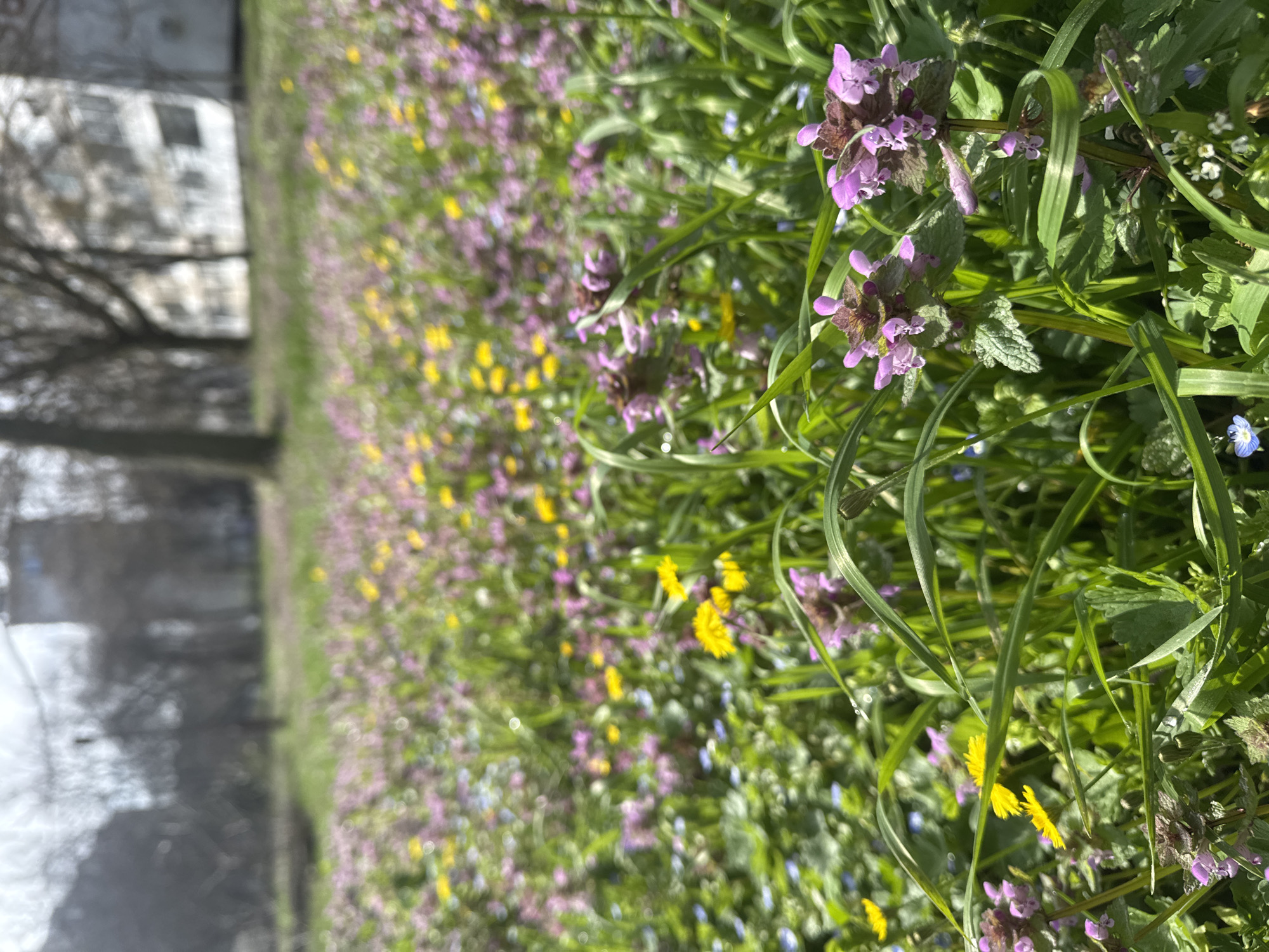 The image shows a field of wildflowers in Burgas, Bulgaria, near a body of water and a building. The predominant colors are green, purple, and yellow from the various flowers and grass. Purple dead-nettle (Lamium purpureum), dandelions (Taraxacum officinale), and forget-me-nots (Myosotis) are among the flowers visible. A building is visible through the trees behind the field of flowers.