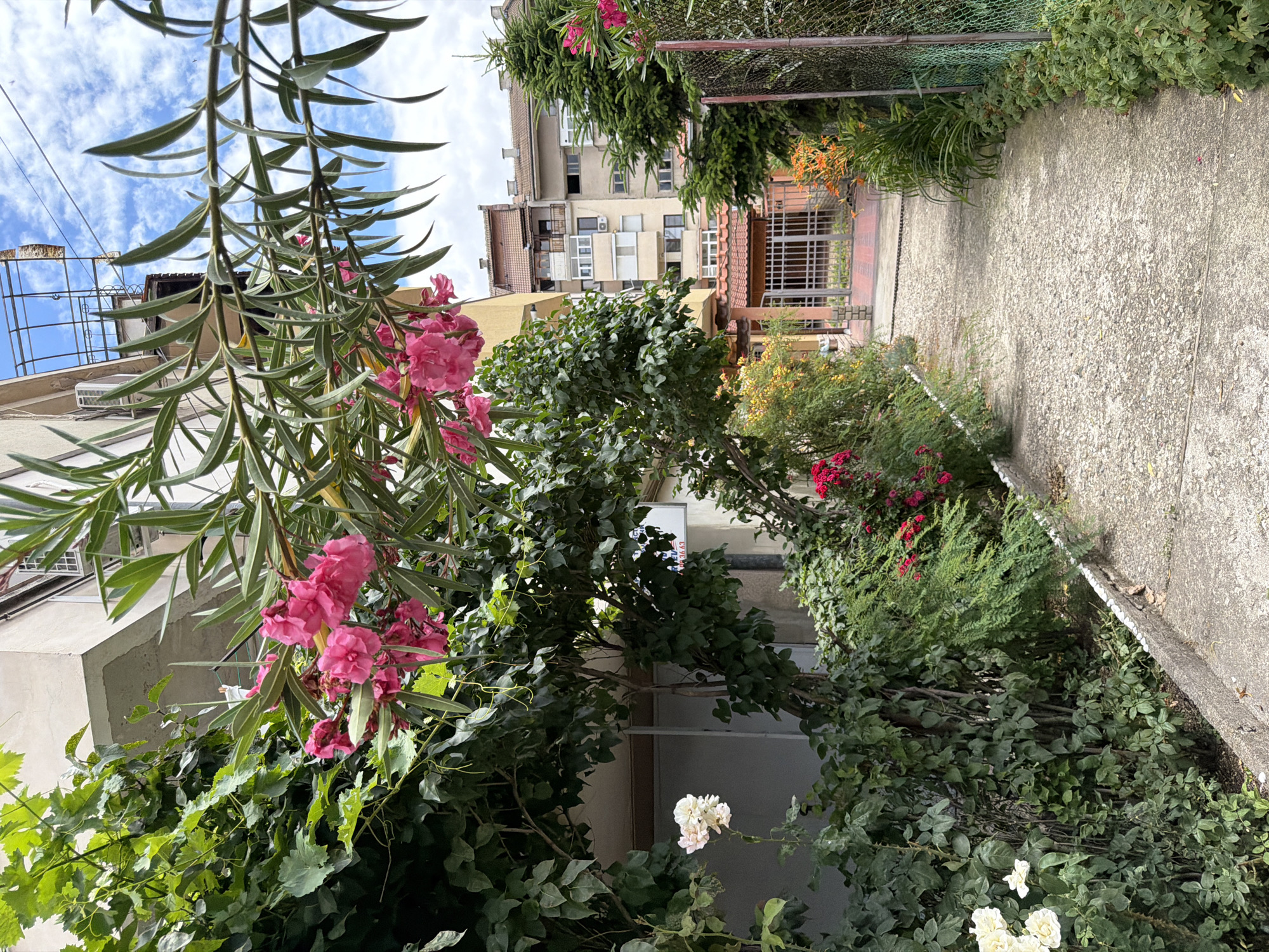 The image depicts a narrow concrete pathway winding through a lush, overgrown garden area. Pink oleander flowers and vibrant green foliage dominate the foreground and frame the path. In the background, a multi-story building with balconies and air conditioning units is visible, suggesting an urban or suburban setting. Beyond that, a chain-link fence and more residential buildings can be seen. The overall scene conveys a sense of untamed nature juxtaposed with residential architecture in what appears to be a sunny day with scattered clouds. This image was taken in Pazardzhik, Bulgaria.