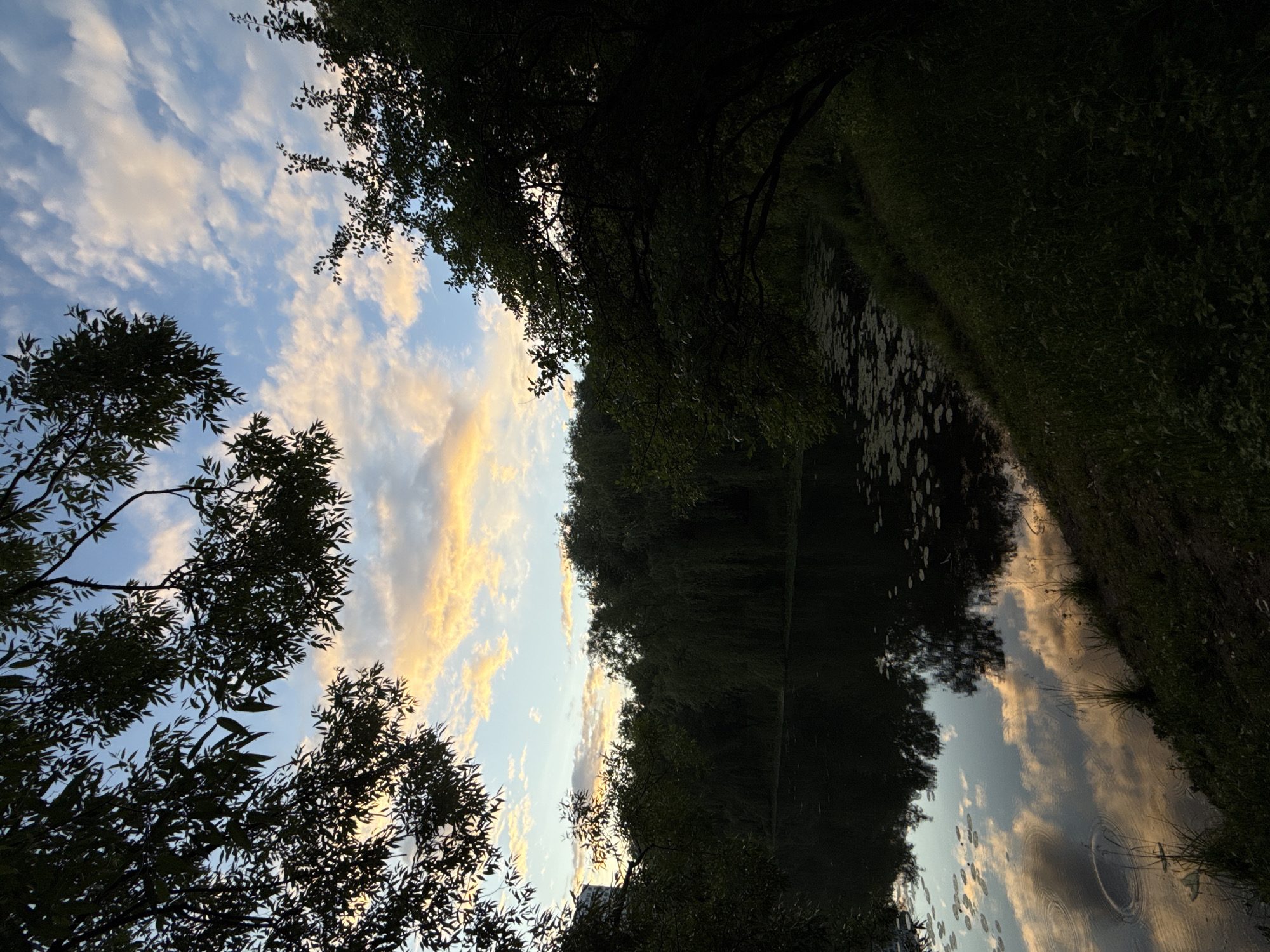 This is a medium shot, eye-level, outdoor photograph taken at dusk in Moscow, Russia. The scene depicts a tranquil body of water, likely a pond or a small lake, bordered by lush, dark green trees and grass. The water reflects the sky and the surrounding foliage. Lily pads are scattered across the surface of the water. The sky above is a mix of blue and white clouds, with streaks of orange and yellow from the setting sun. The foreground is dominated by the dark shadows of trees. There are no people or animals visible in the image. The overall atmosphere is peaceful and serene, characteristic of a natural landscape within a city.
