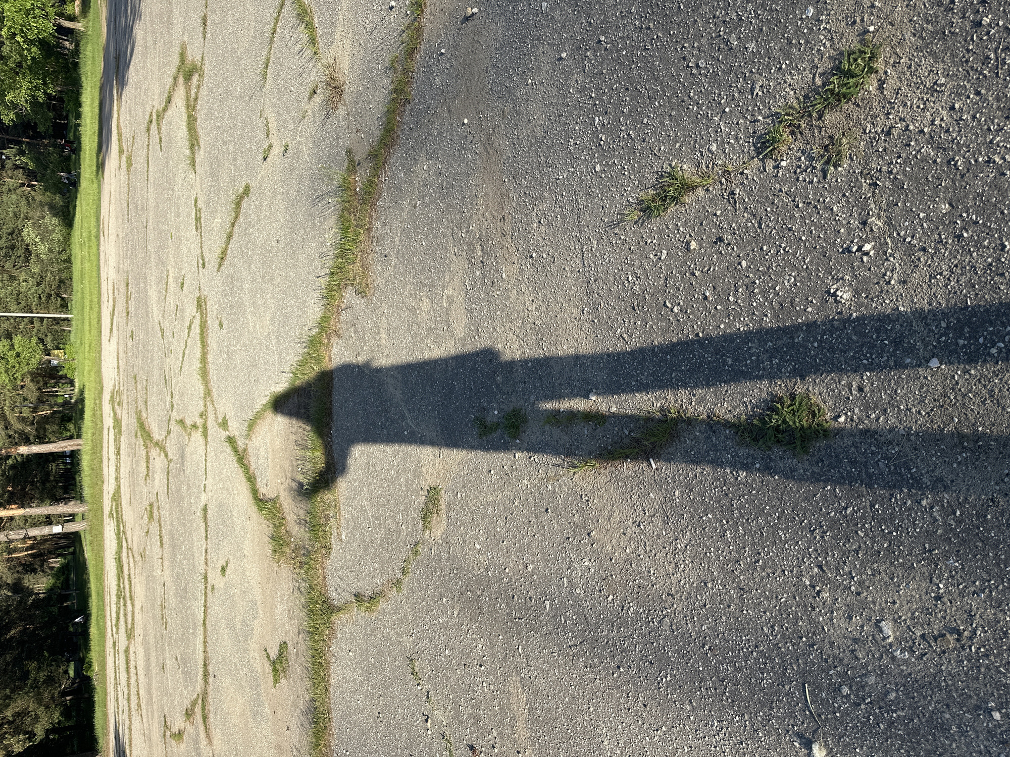 The image shows a section of cracked asphalt or concrete pavement with grass growing in the cracks and along the edges. The texture of the pavement varies, with some areas appearing smoother and others rougher with visible gravel. The shadow of a person is cast on the pavement, extending from the left side of the frame to the right. The angle of the shadow suggests a low sun. The left edge of the image shows a grassy area adjacent to a line of trees.
Specific geographic information about Vladimir, Russia, cannot be determined from this single image without additional context or landmarks.