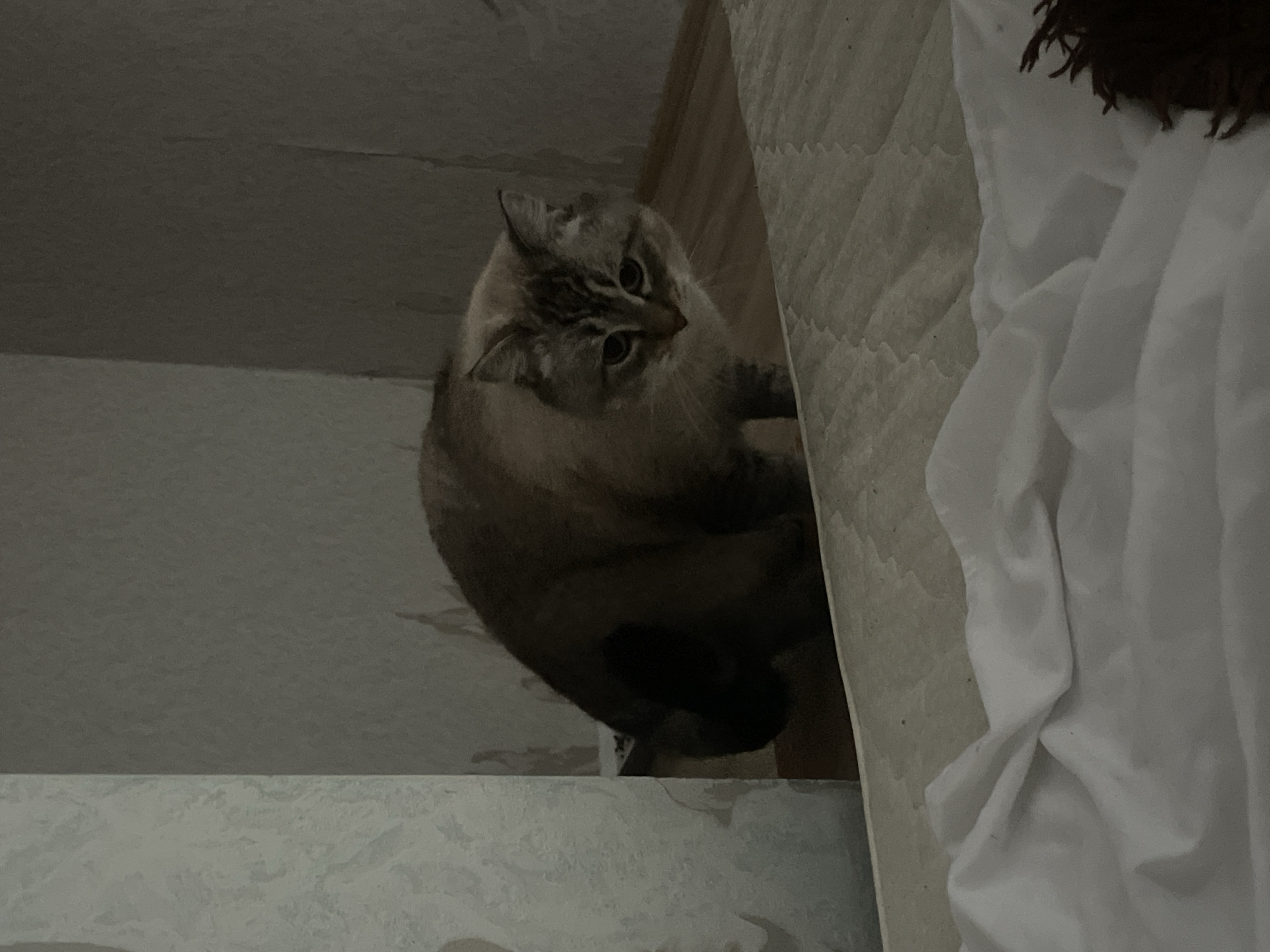 A domestic cat with light brown and gray fur is positioned on a mattress. The cat is looking down and slightly to the right. The environment appears to be indoors, with walls covered in textured wallpaper and a wooden floor visible. The lighting is dim. The image does not contain enough information to determine its location in Votkinsk, Russia.