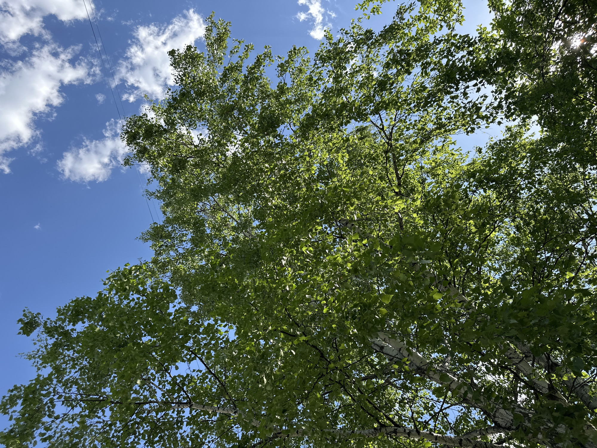 A low-angle shot reveals a leafy tree against a vibrant blue sky dotted with white clouds. The tree's branches are filled with green leaves, creating a dense canopy. The tree's trunk appears to be light-colored, possibly white or light grey. A thin, dark wire is visible across the upper left portion of the sky. The location is Unknown, Unknown. No people are visible.