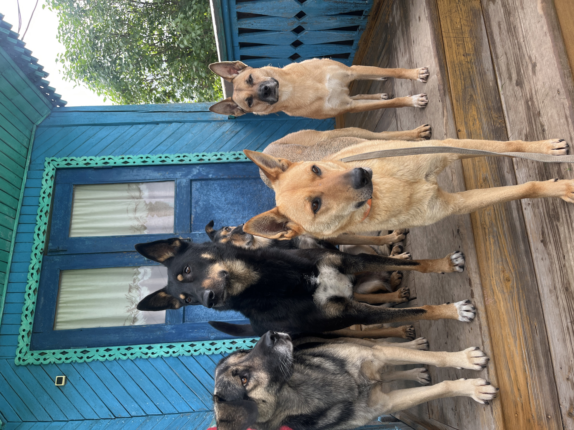 A group of five dogs stand on a wooden porch in front of a blue wooden building. The dogs are of various breeds and colors, including black, brown, and tan. They are all looking in different directions, and some appear to be alert. The building has decorative blue trim and a blue door with windows. Trees and foliage are visible in the background. The scene appears to be outdoors, possibly in a rural or suburban setting, and is not identifiable as being in Nizhny Tagil, Russia.