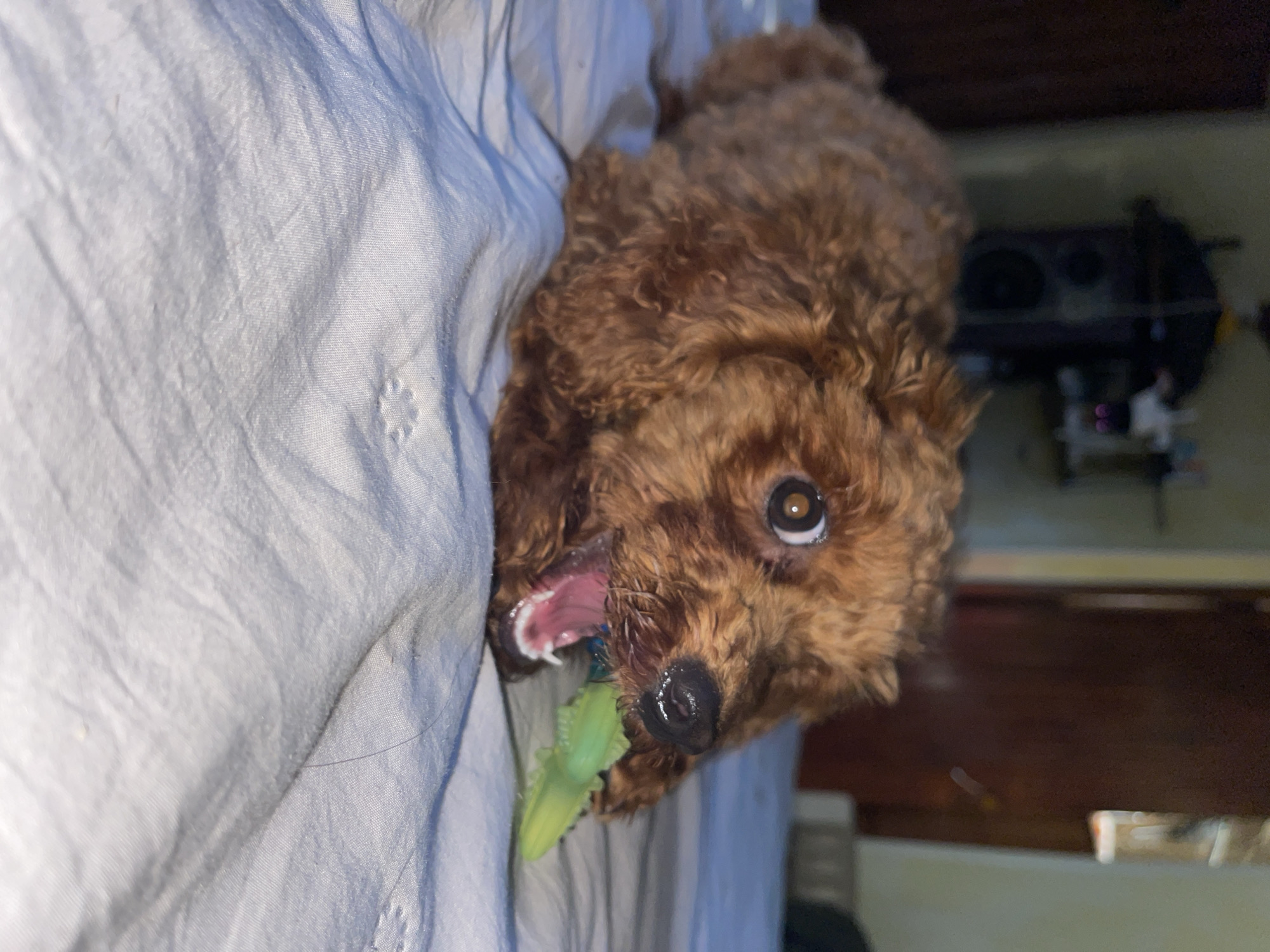 A brown, curly-haired dog, likely a poodle or similar breed, is captured in an indoor, vertically oriented image. The dog is seen actively chewing a light green, textured toy. Its head, featuring a prominent, wide-open eye looking towards the viewer, is positioned in the lower right portion of the frame, with its mouth open around the toy, revealing pink gums and white teeth.
The dog rests on light-colored, wrinkled fabric, possibly bedding or a blanket, which dominates the left side of the image. The fur of the dog is a reddish-brown hue. The background beyond the dog is dark and blurry, showing indistinct shapes that suggest internal room elements or furniture. There are no visible people or text in the image. The setting appears to be a typical indoor environment, with lighting that hints at artificial sources or low natural light. The dog's expression and action convey engagement and playfulness with its toy.