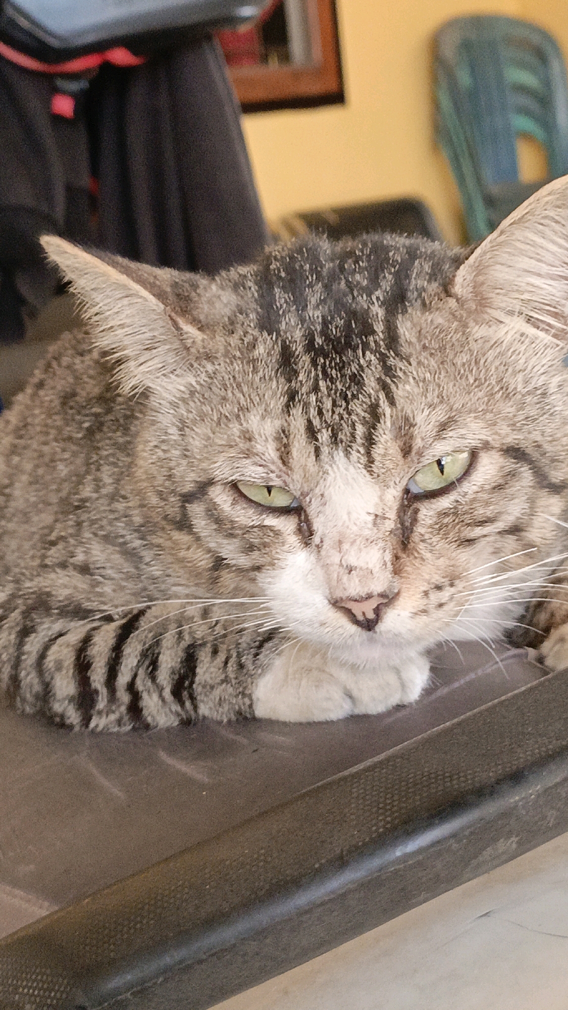A close-up, eye-level shot shows a tabby cat lying down on a dark surface, its head tilted slightly to the right. The cat's fur is a mix of gray, brown, and black stripes, with white markings on its chest and face. Its eyes are a striking green, and its ears are pointed upwards. The background is blurred, but appears to be an indoor setting with hints of yellow and dark fabric. The image does not contain enough information to determine the specific location in Taliwang, Indonesia, or to describe any actions or interactions.