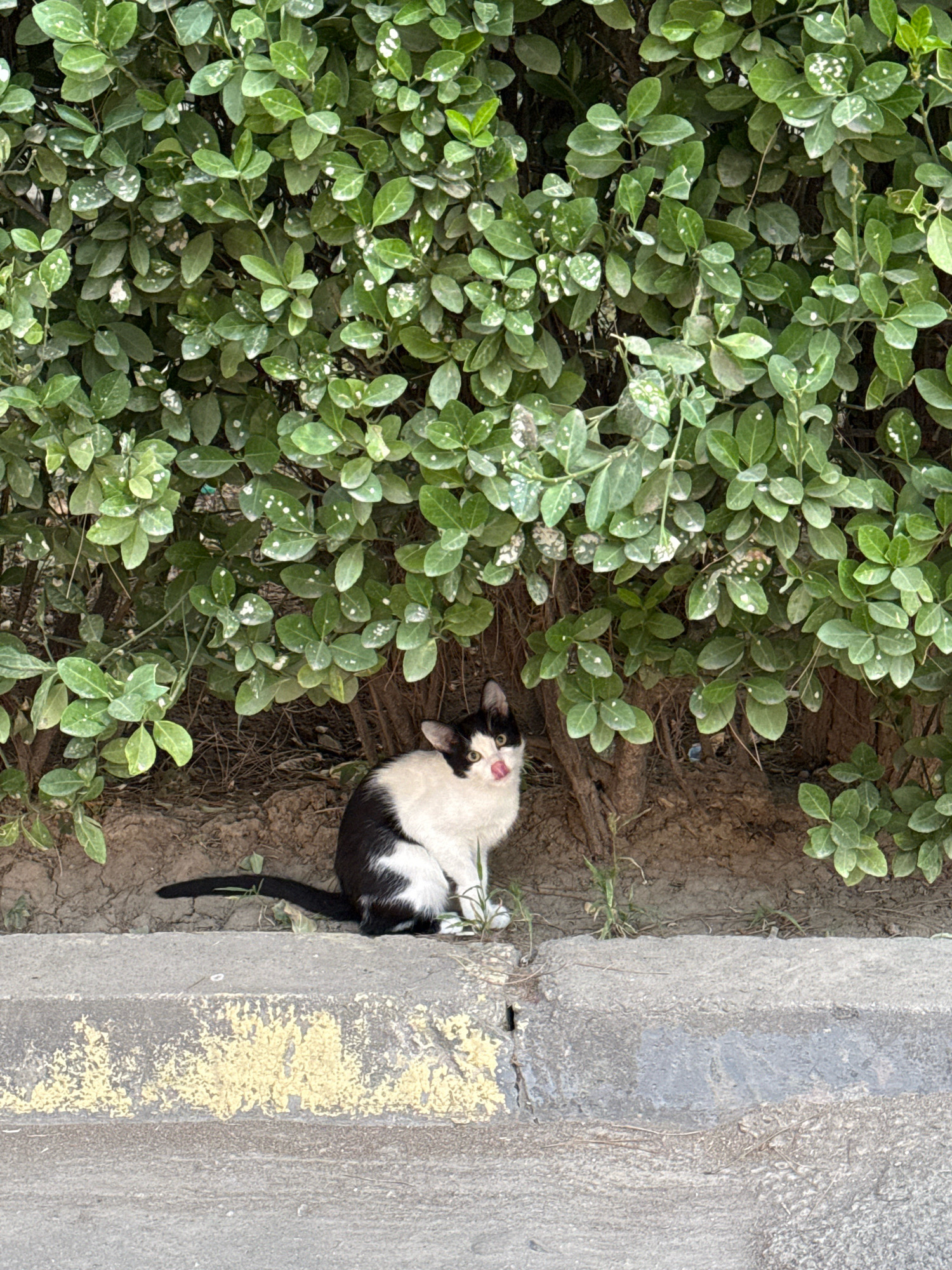 A black and white cat is sitting on a concrete curb in front of a dense green bush. The cat is facing the viewer and has its tongue sticking out slightly. The bush is full of green leaves, some of which have white spots. The ground is covered in dirt and dry leaves. The curb is grey and has yellow paint marks on it. The scene appears to be outdoors in an urban environment.