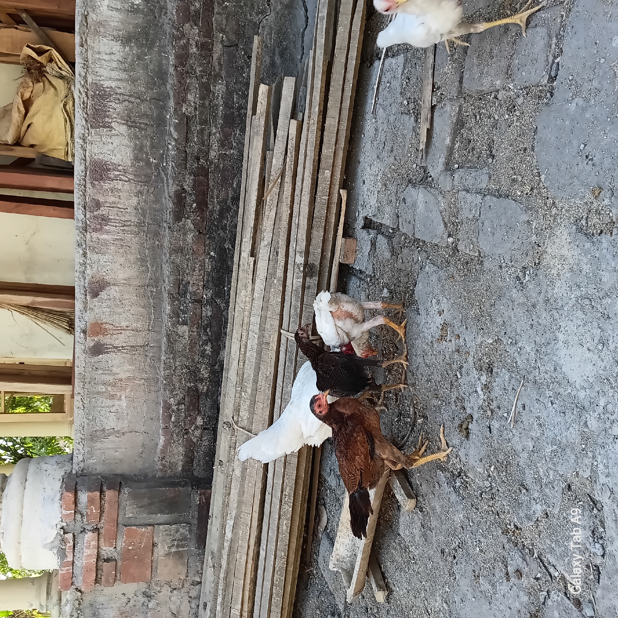 The image depicts a scene in Trenggalek, Indonesia, showing several chickens on a weathered, concrete ground. In the foreground, three chickens are gathered around a shallow, concrete trough. One chicken, predominantly brown with black tail feathers, stands facing left, its head turned towards the trough. To its right, a black chicken with reddish-brown markings on its neck is pecking at something near the trough. A white chicken with light brown markings on its back is also near the trough, bending down. Further to the right, another white chicken is partially visible, facing away from the viewer.
In the background, a stack of rough wooden planks lies horizontally across the scene. Behind the planks, a textured, mottled wall is visible, with remnants of red brickwork near the top left. The wall shows signs of wear and tear, with some dark staining and drips. To the left of the wall, a section of a white cylindrical pillar is present. The overall environment appears to be an outdoor area, possibly a backyard or a farm, with a somewhat rustic and unfinished aesthetic. The lighting suggests it is daytime.