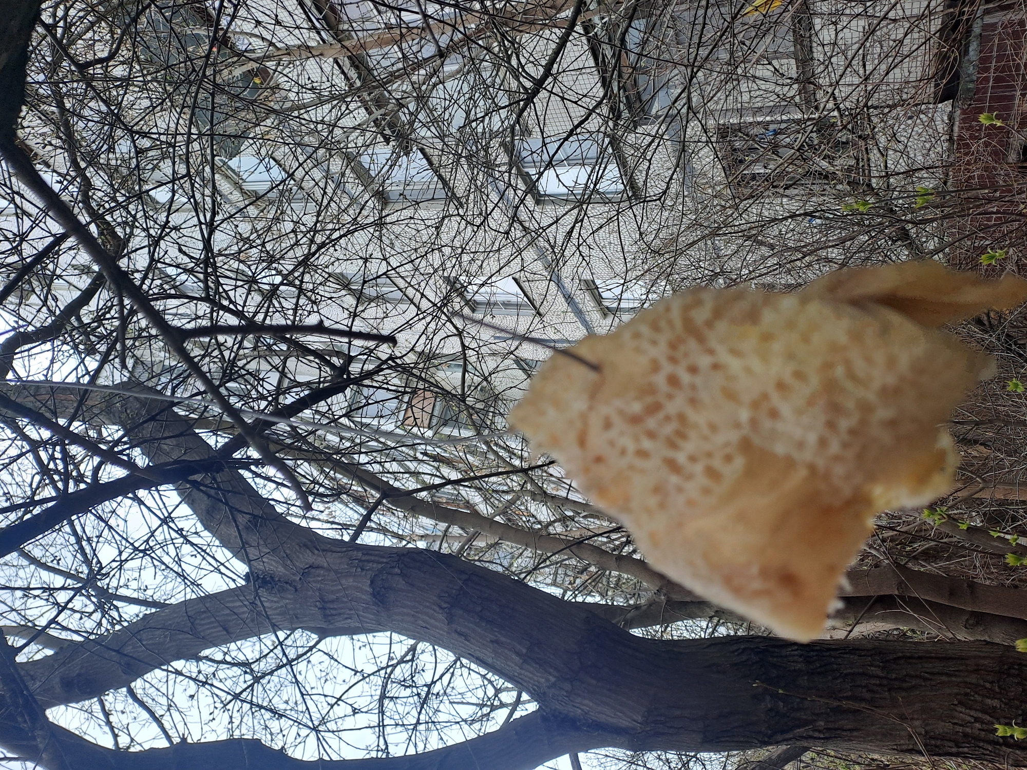 The image presents a low-angle view looking upwards through the bare branches of a tree. A partially decayed leaf is suspended in the foreground. The background shows a building with a complex structure that may be a greenhouse or factory, seen through the intertwined branches.