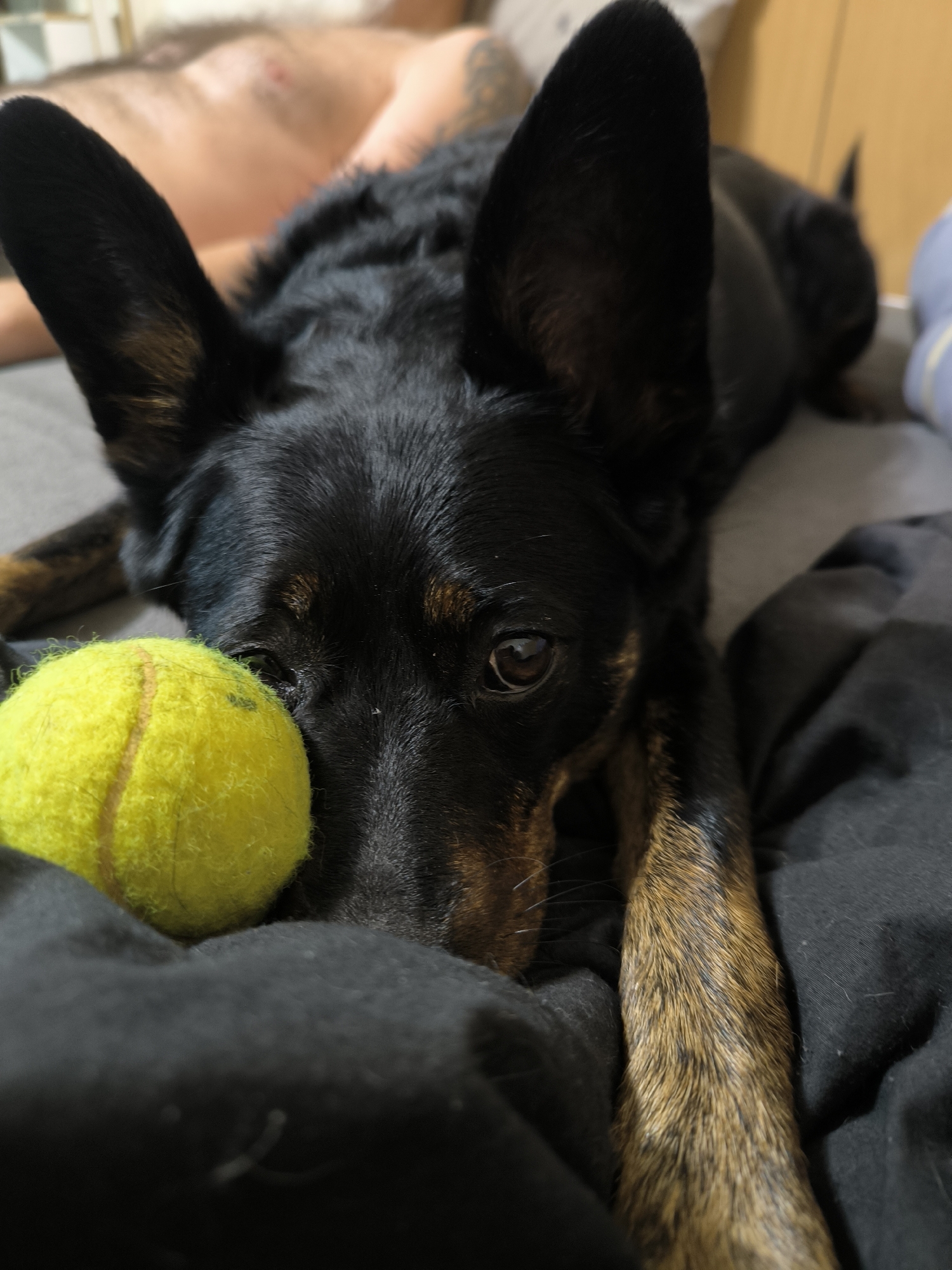 This is a close-up, eye-level shot of a black and tan dog lying down on a bed next to a yellow tennis ball. The dog's head is resting on its paws, and its eyes are looking directly at the camera. The dog has large, erect ears and a tan marking above its eyes. The background is blurred, but it appears to be a bedroom with a person lying down behind the dog. The scene is likely indoors.