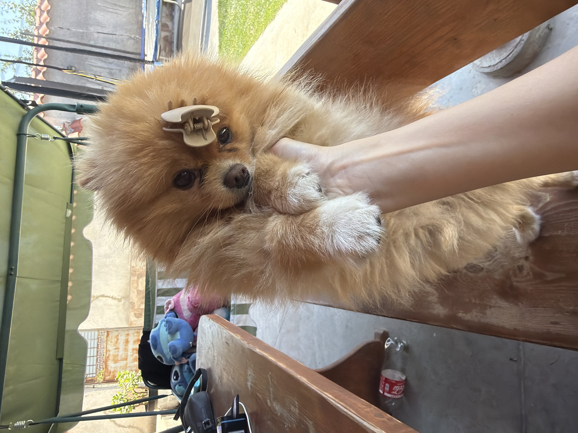 A Pomeranian dog with orange fur is held by a person's arm, seated on a wooden bench. The dog has a white hair clip on its head and is looking at the camera. In the background, a metal swing set with a green canopy is visible, along with plush toys, a wooden table, and a grassy area with a trampoline. The scene appears to be outdoors, likely in a backyard.